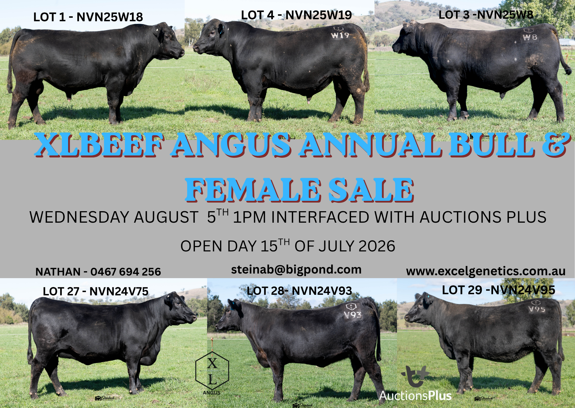 XL Beef Angus Bull &amp; Female Sale 