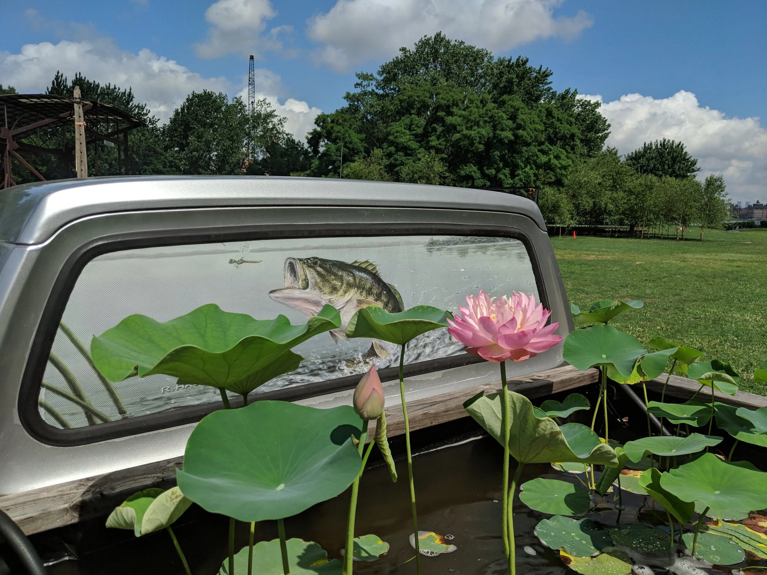 Overton_Late Bloomer_Lotus_1_ Photo by JWilcox.jpg