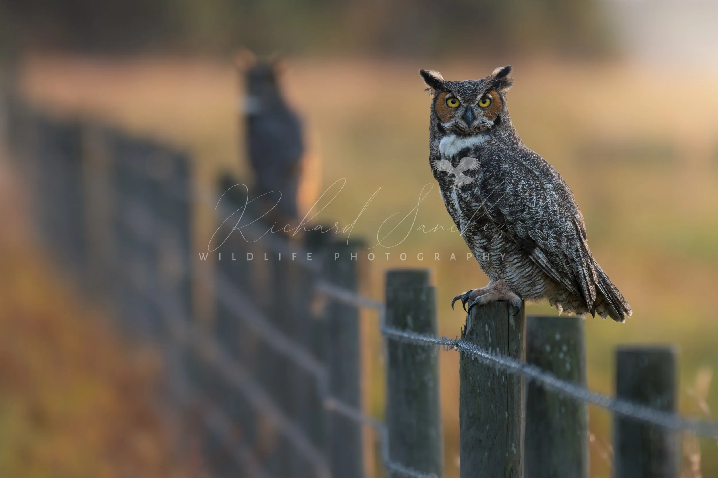 Central Florida Owls & Other Raptors