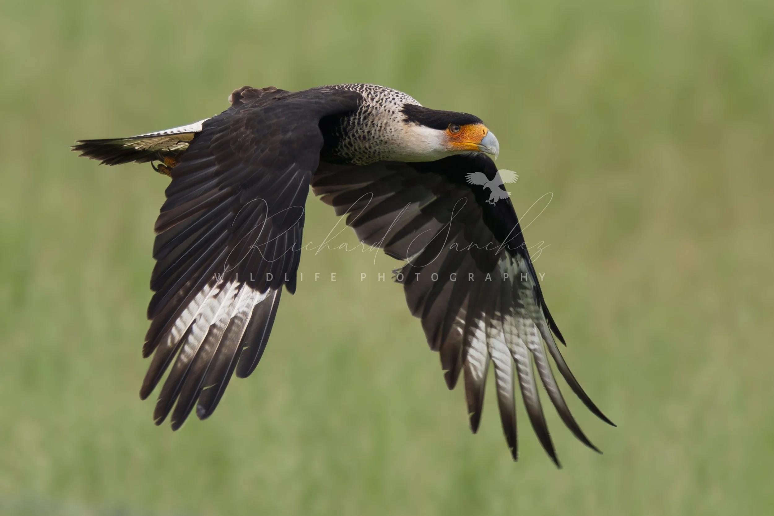 eZy Watermark_15-12-2025_02-27-44-0890PM.JPG