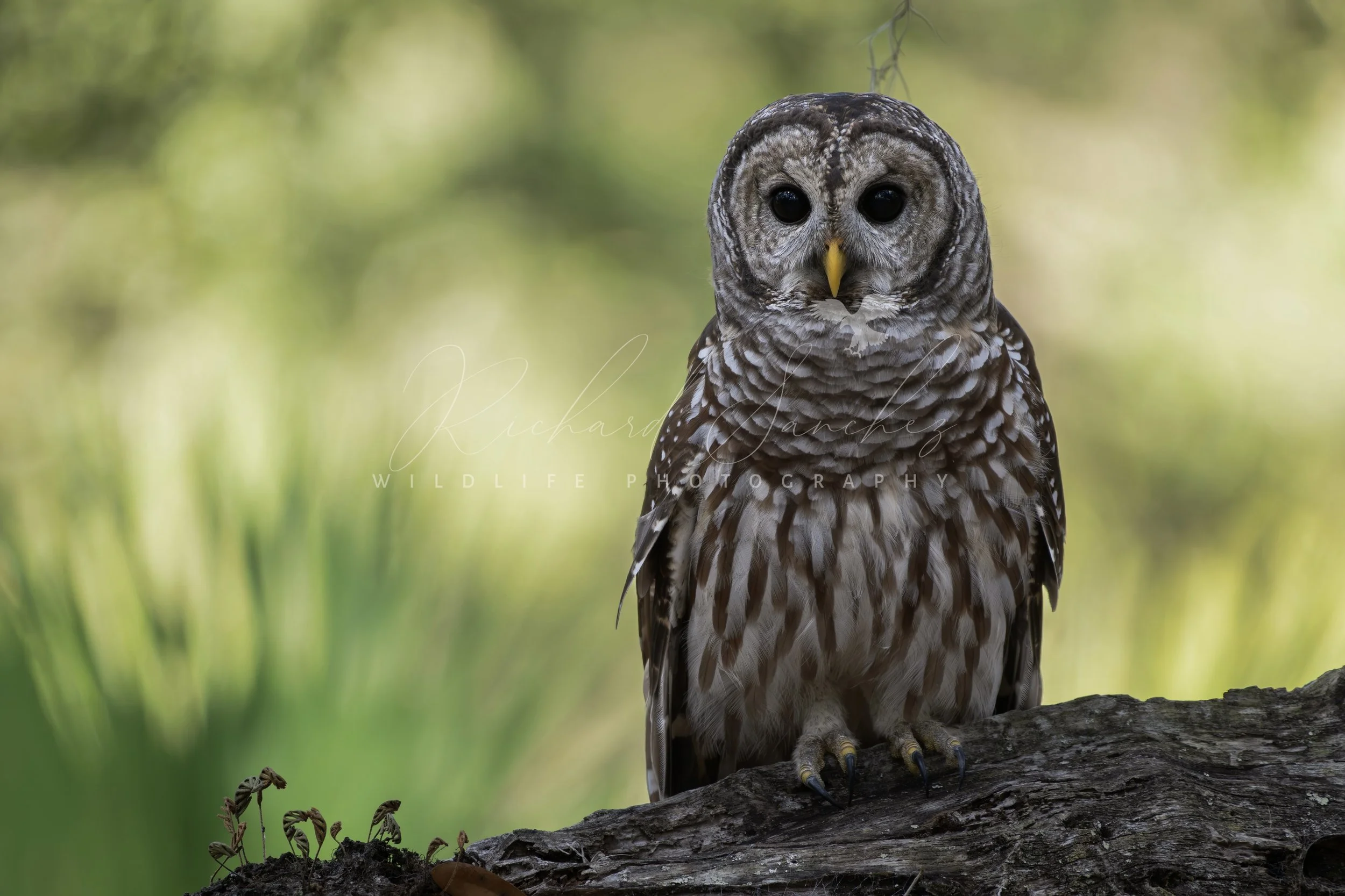 eZy Watermark_15-12-2025_02-27-27-2720PM.JPG