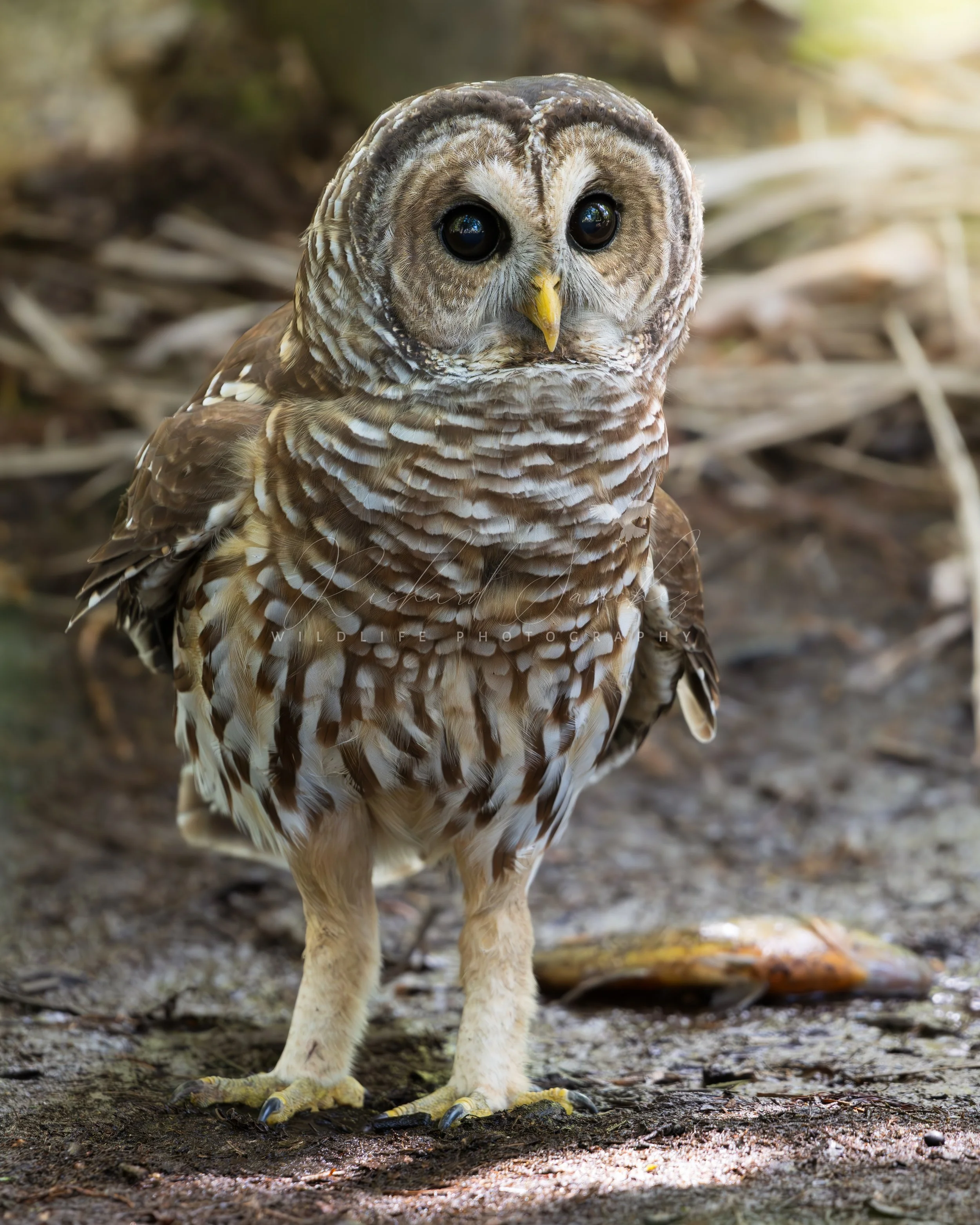 eZy Watermark_15-12-2025_02-27-18-7310PM.JPG