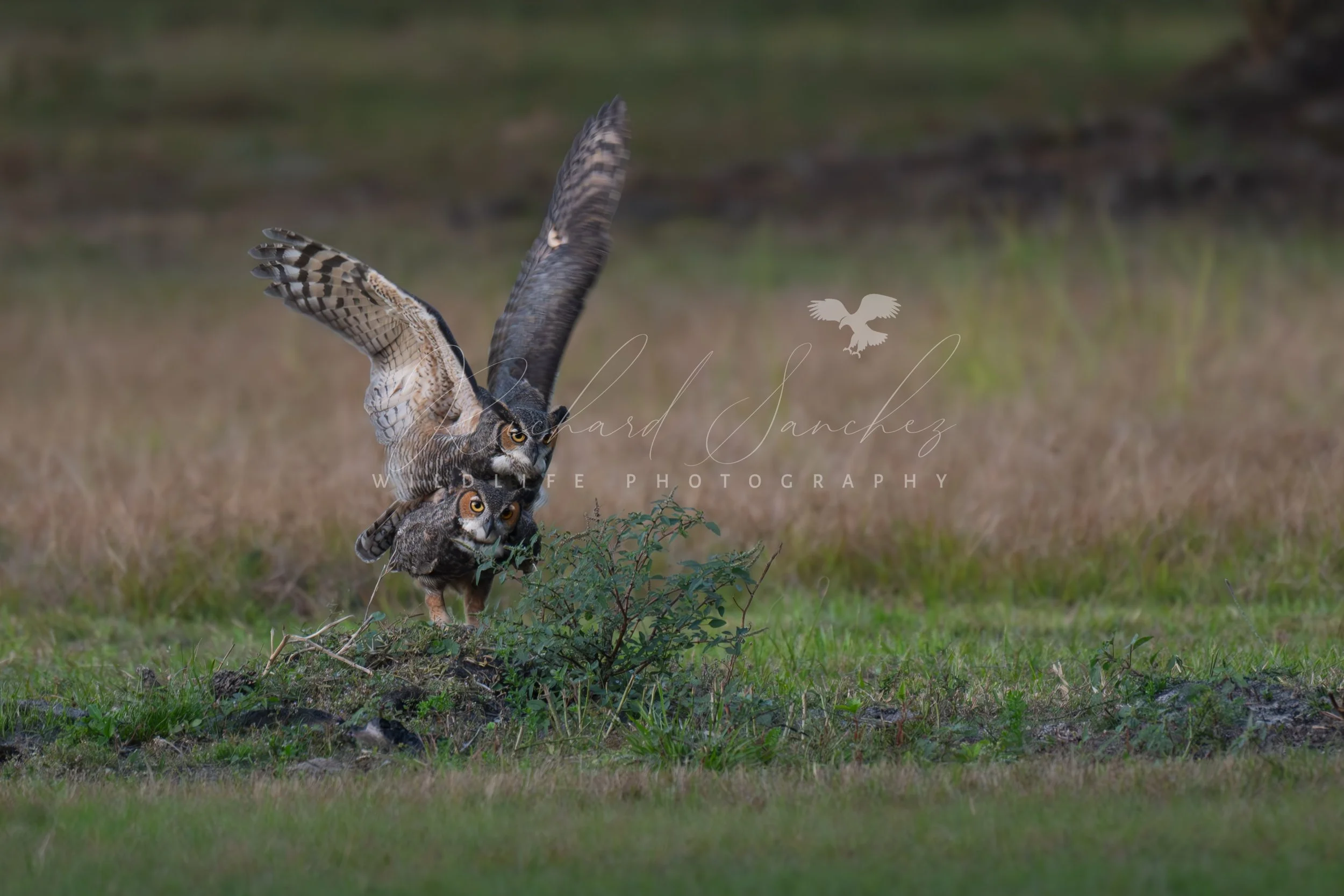 eZy Watermark_15-12-2025_02-27-38-1950PM.JPG