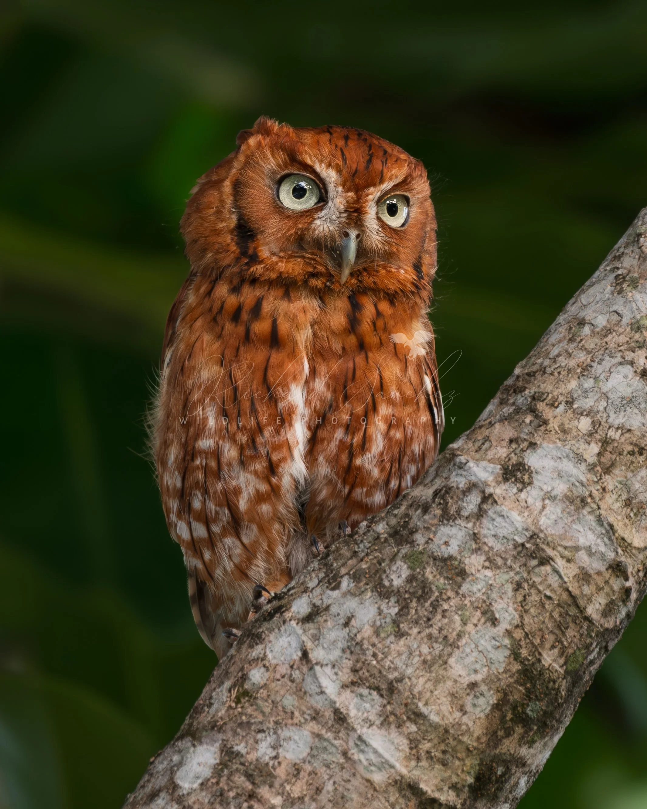 eZy Watermark_20-12-2025_02-26-22-8870PM.JPG