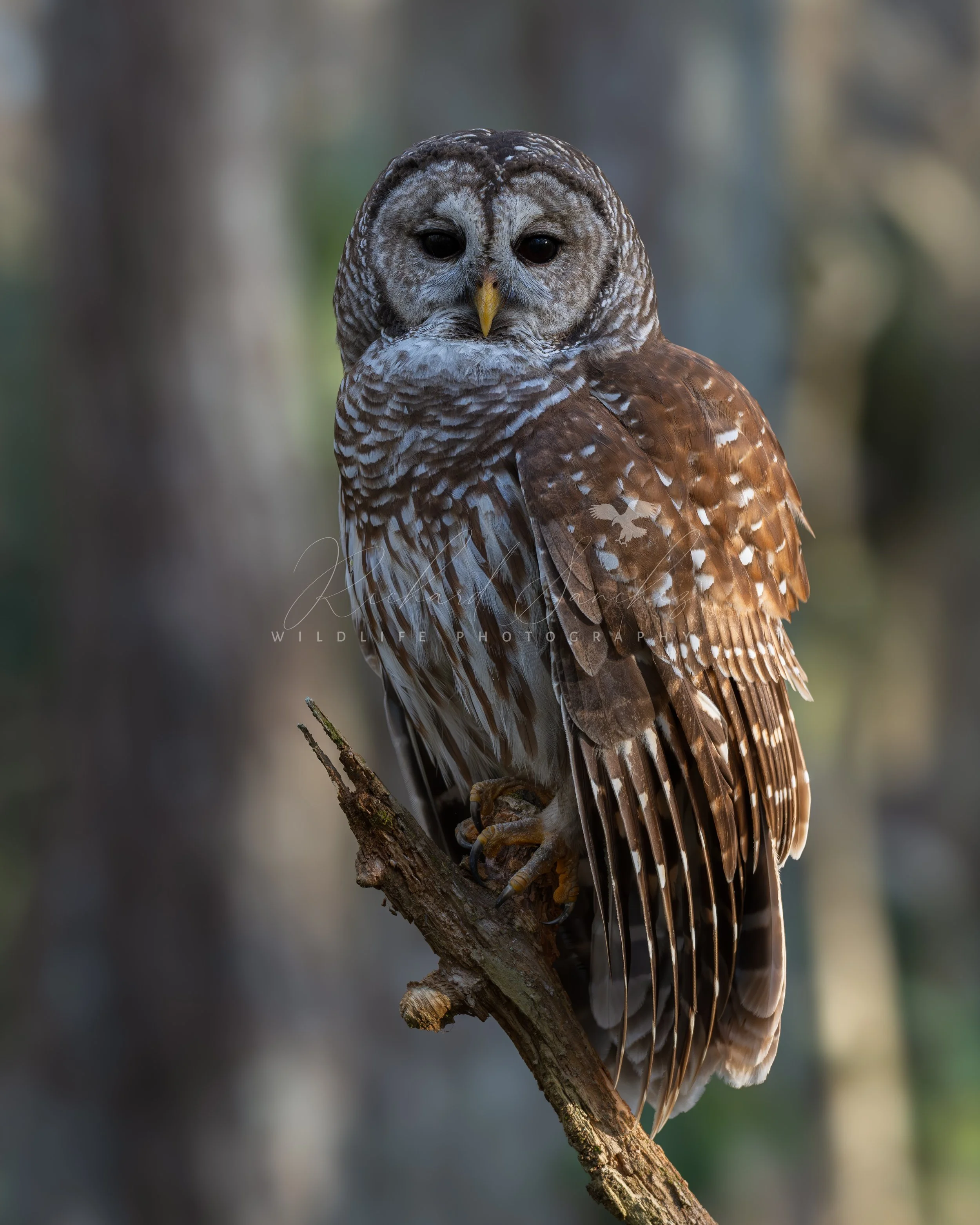 eZy Watermark_15-12-2025_02-27-53-7450PM.JPG