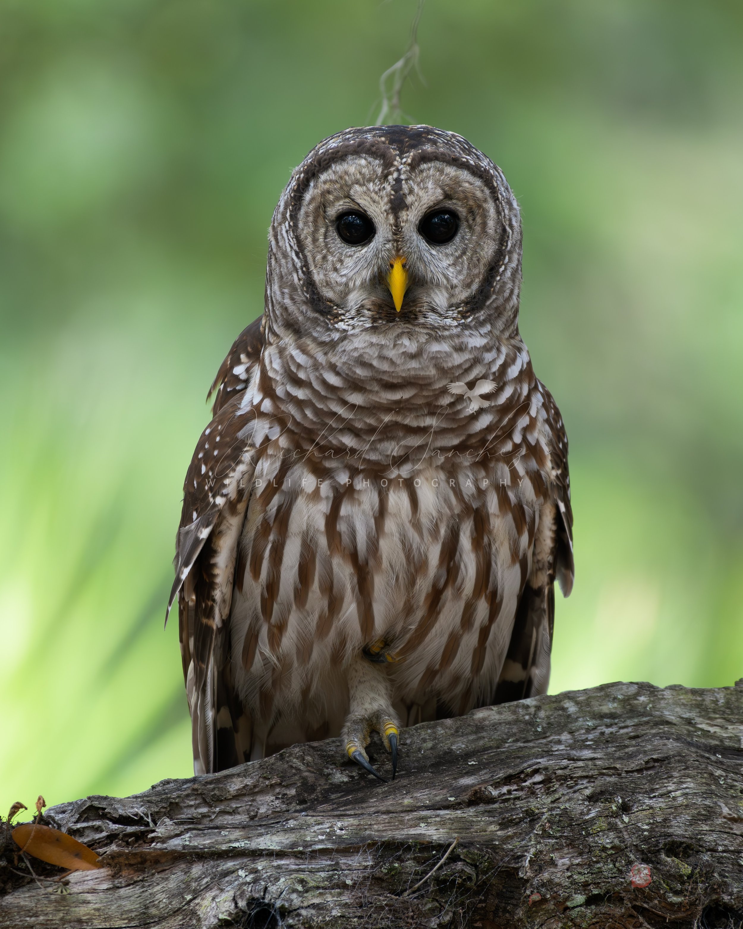 eZy Watermark_15-12-2025_02-27-26-8140PM.JPG