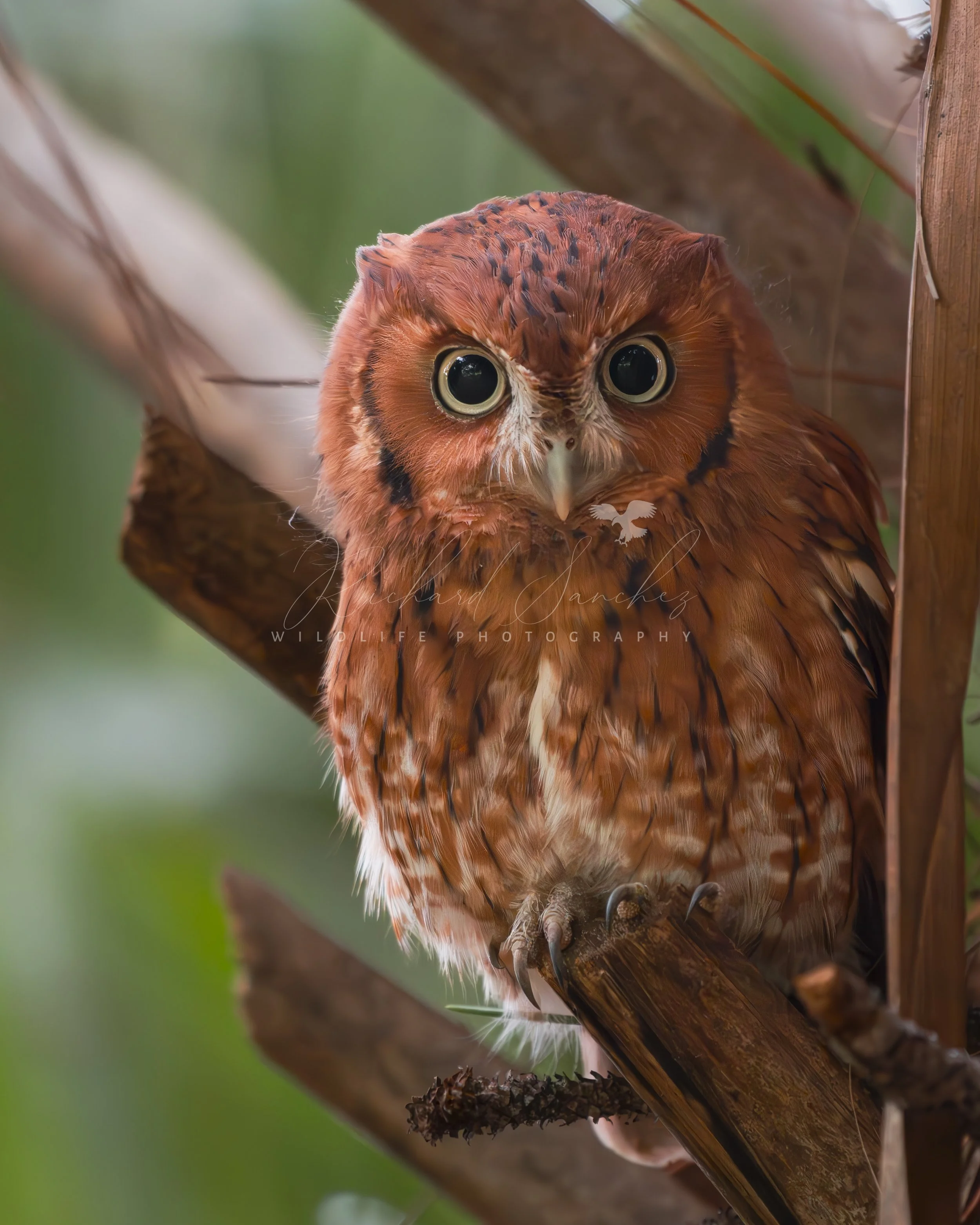 eZy Watermark_15-12-2025_02-27-14-0920PM.JPG