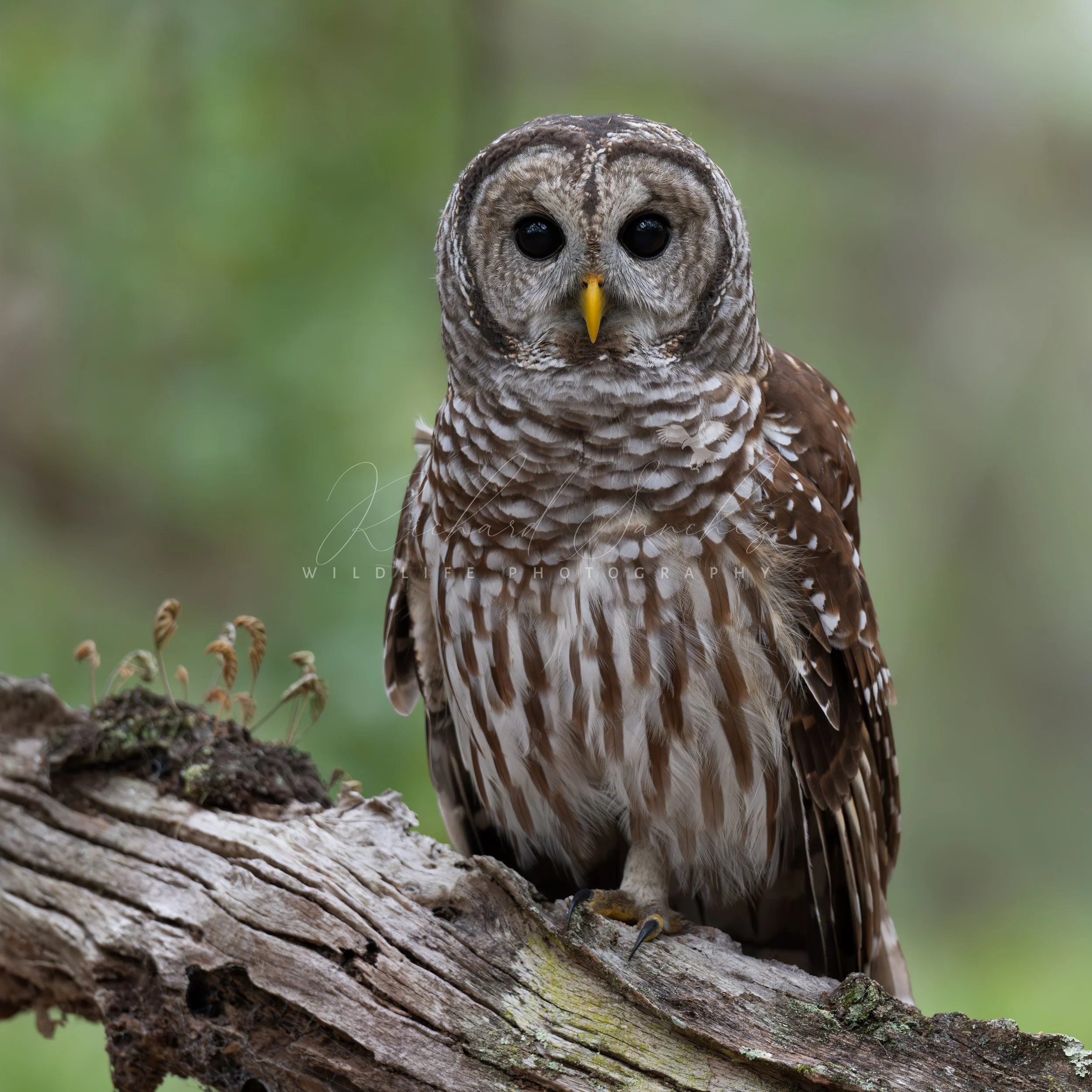 eZy Watermark_15-12-2025_02-27-30-7180PM.JPG