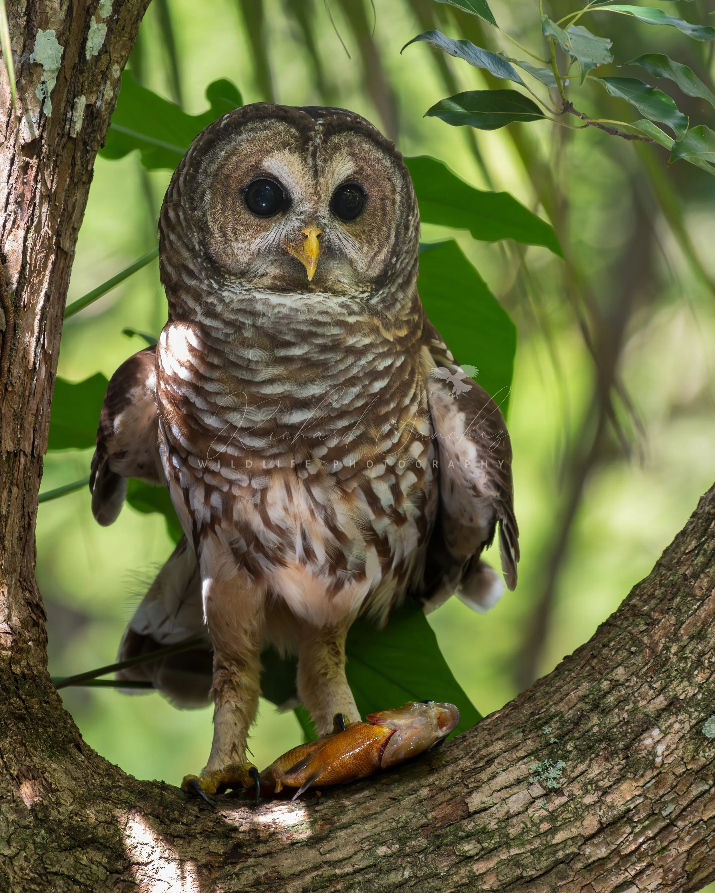 eZy Watermark_15-12-2025_02-27-23-3880PM.JPG