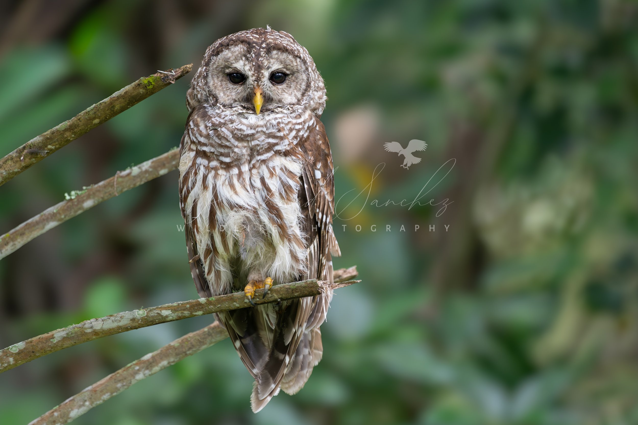 eZy Watermark_15-12-2025_02-27-41-8770PM.JPG