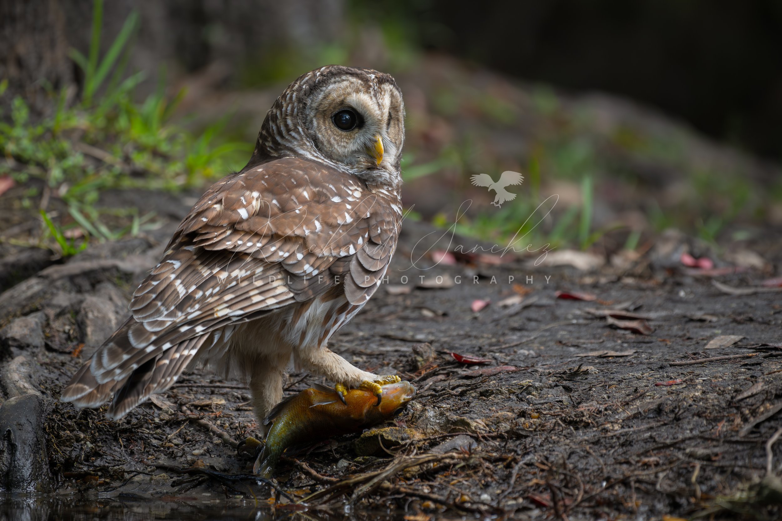 eZy Watermark_15-12-2025_02-27-22-8000PM.JPG