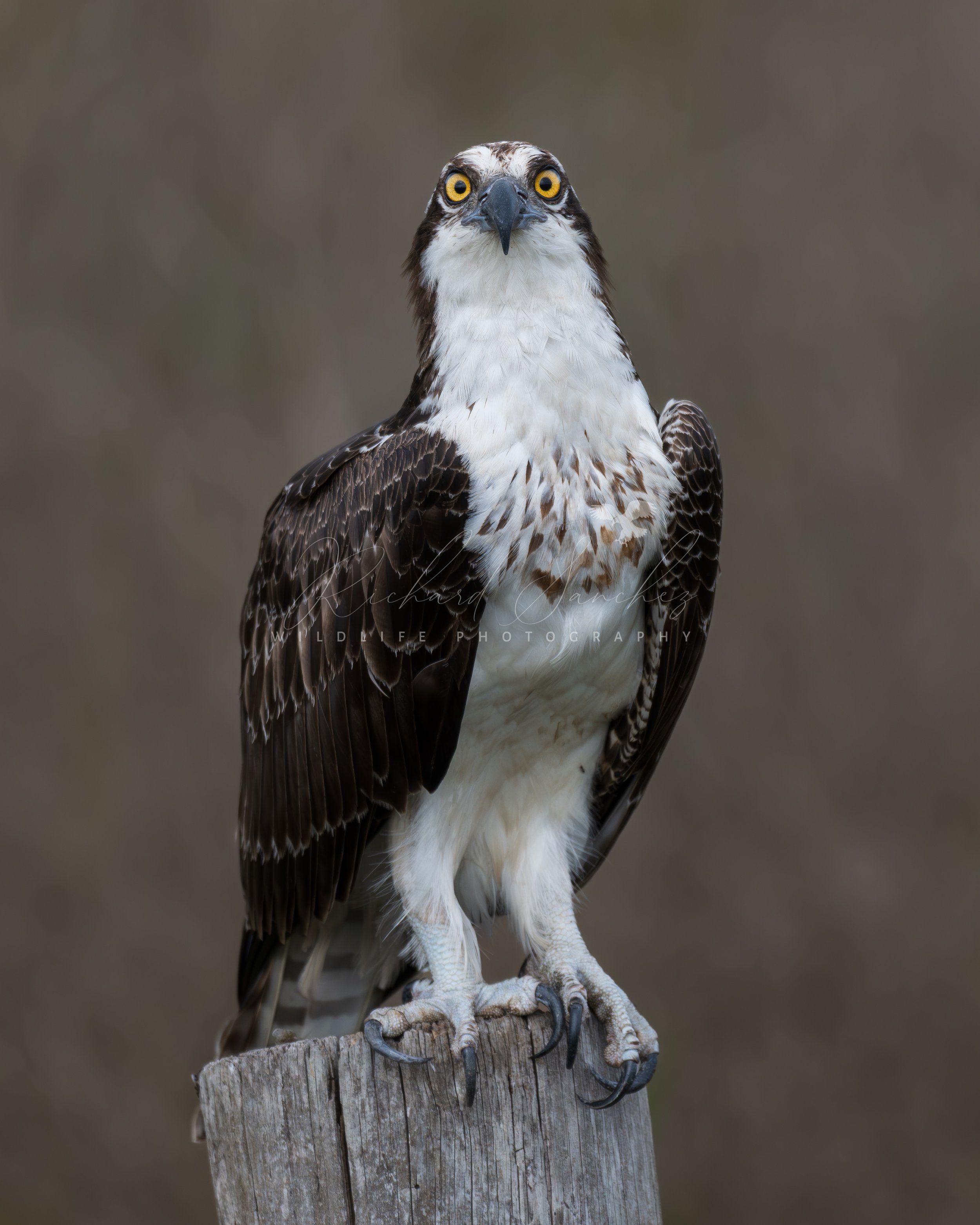 eZy Watermark_15-12-2025_02-27-48-3830PM.JPG