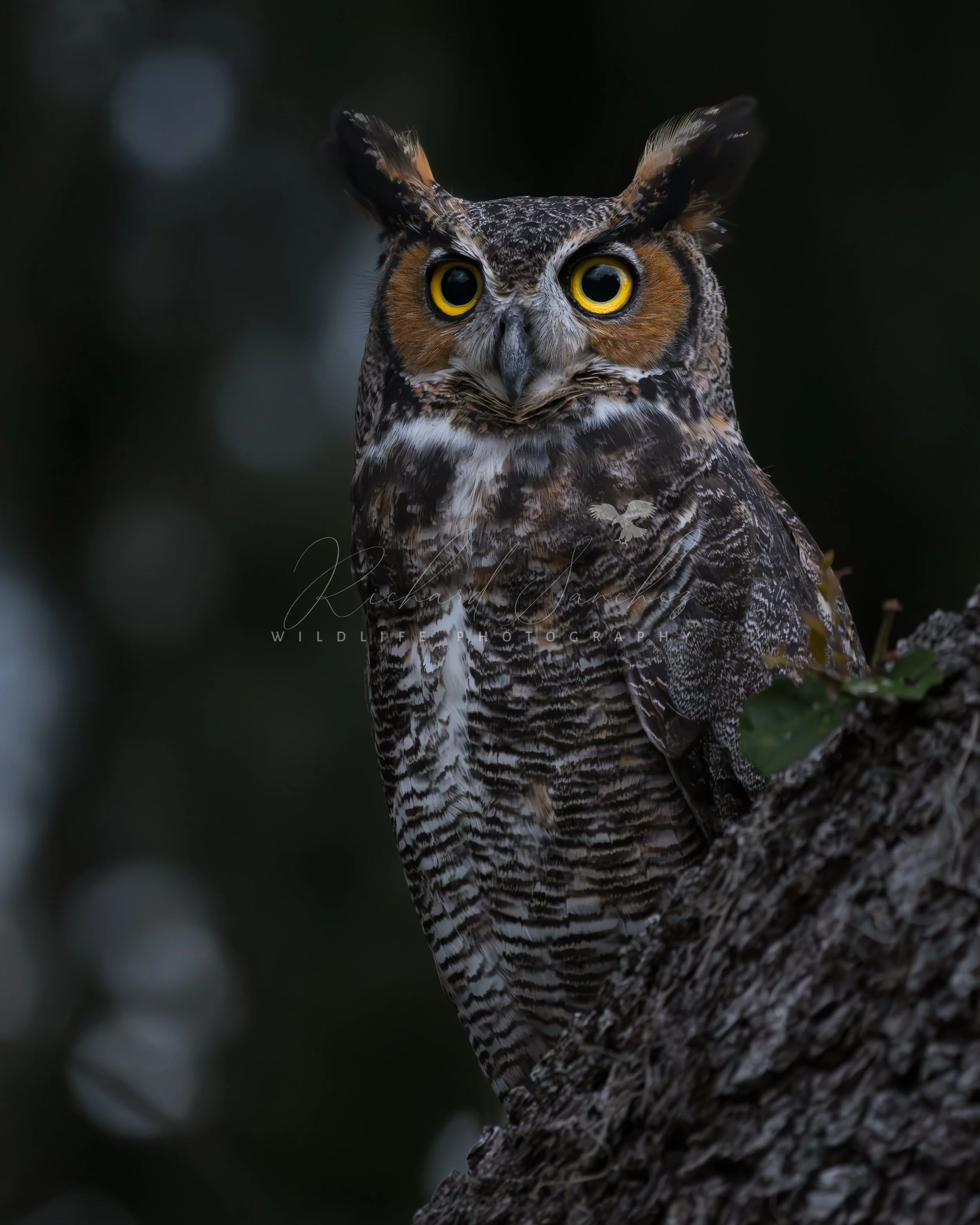 eZy Watermark_15-12-2025_02-27-25-5310PM.JPG