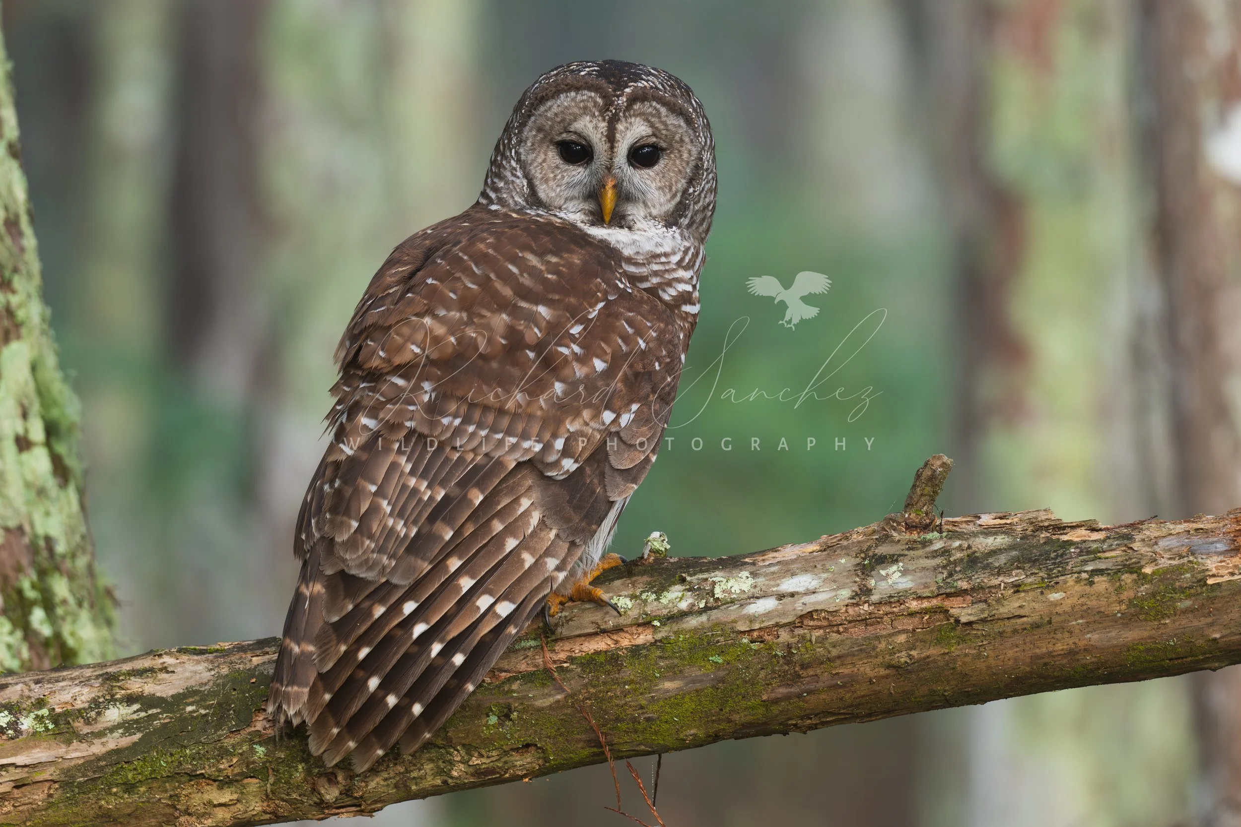 eZy Watermark_15-12-2025_02-27-50-4520PM.JPG