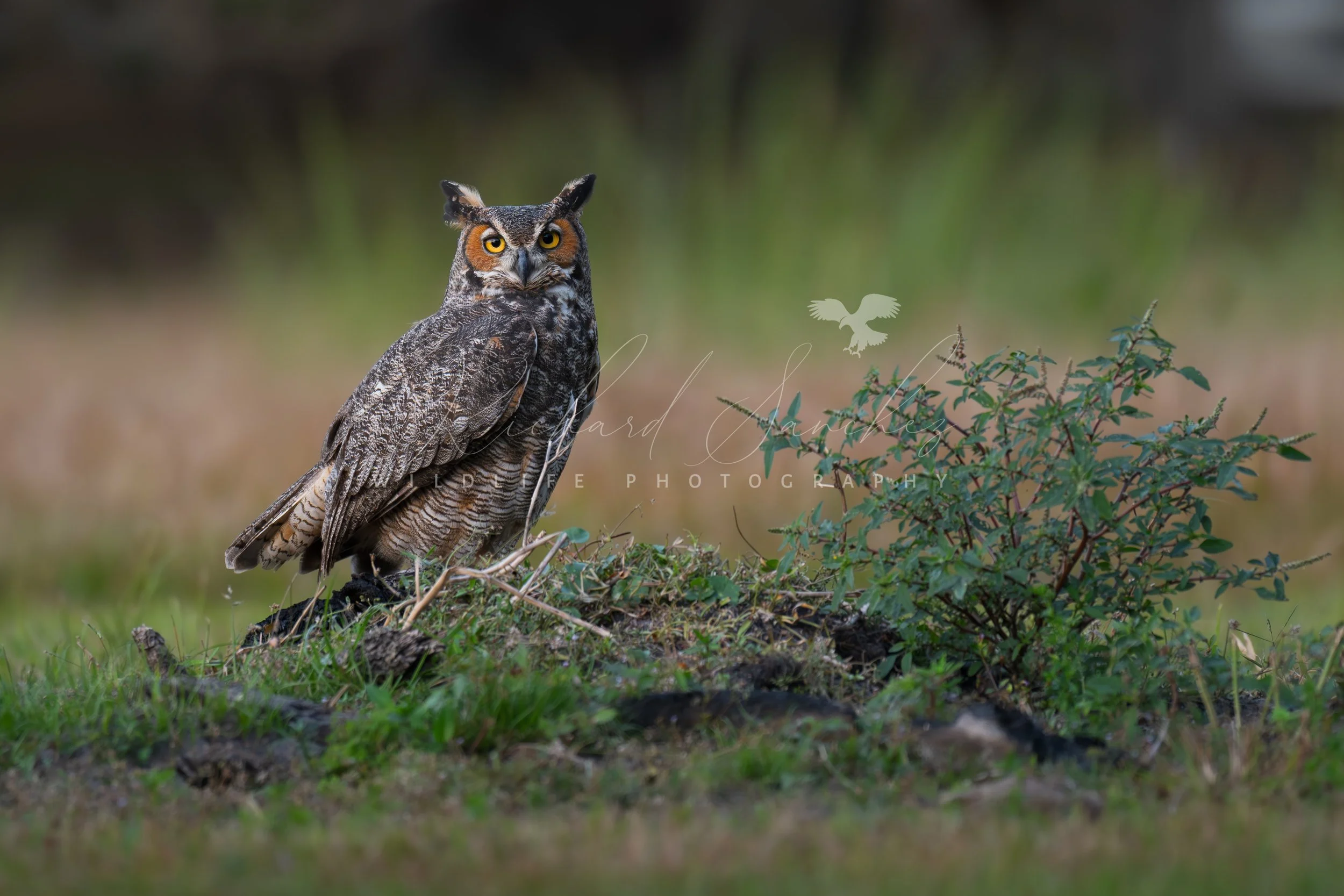 eZy Watermark_15-12-2025_02-27-38-8620PM.JPG