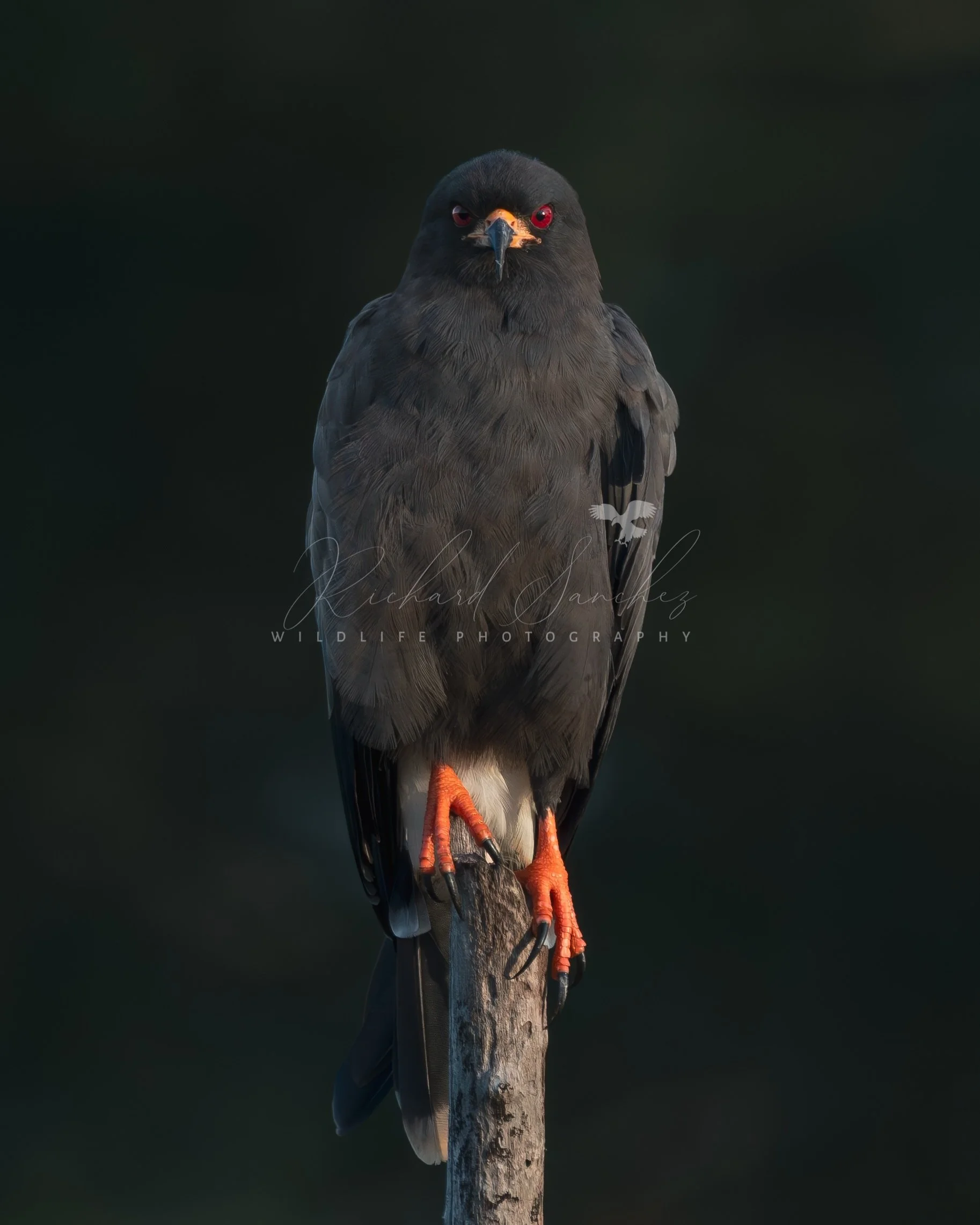 eZy Watermark_15-12-2025_02-27-09-2620PM.JPG