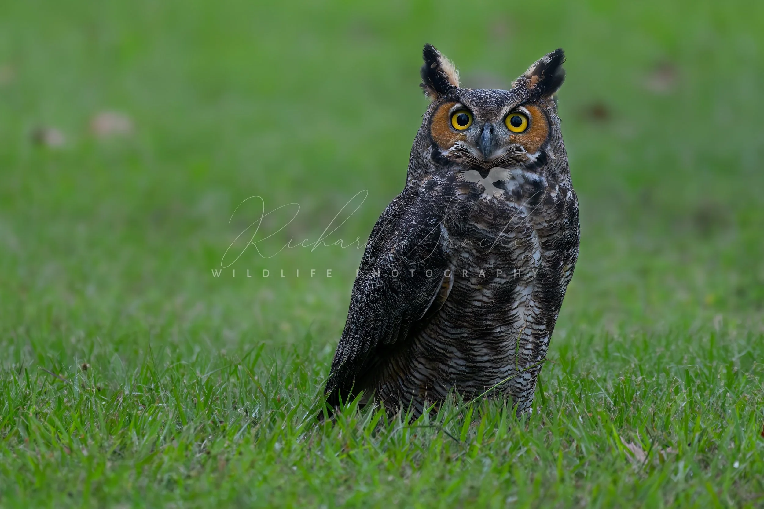 eZy Watermark_15-12-2025_02-27-24-4030PM.JPG