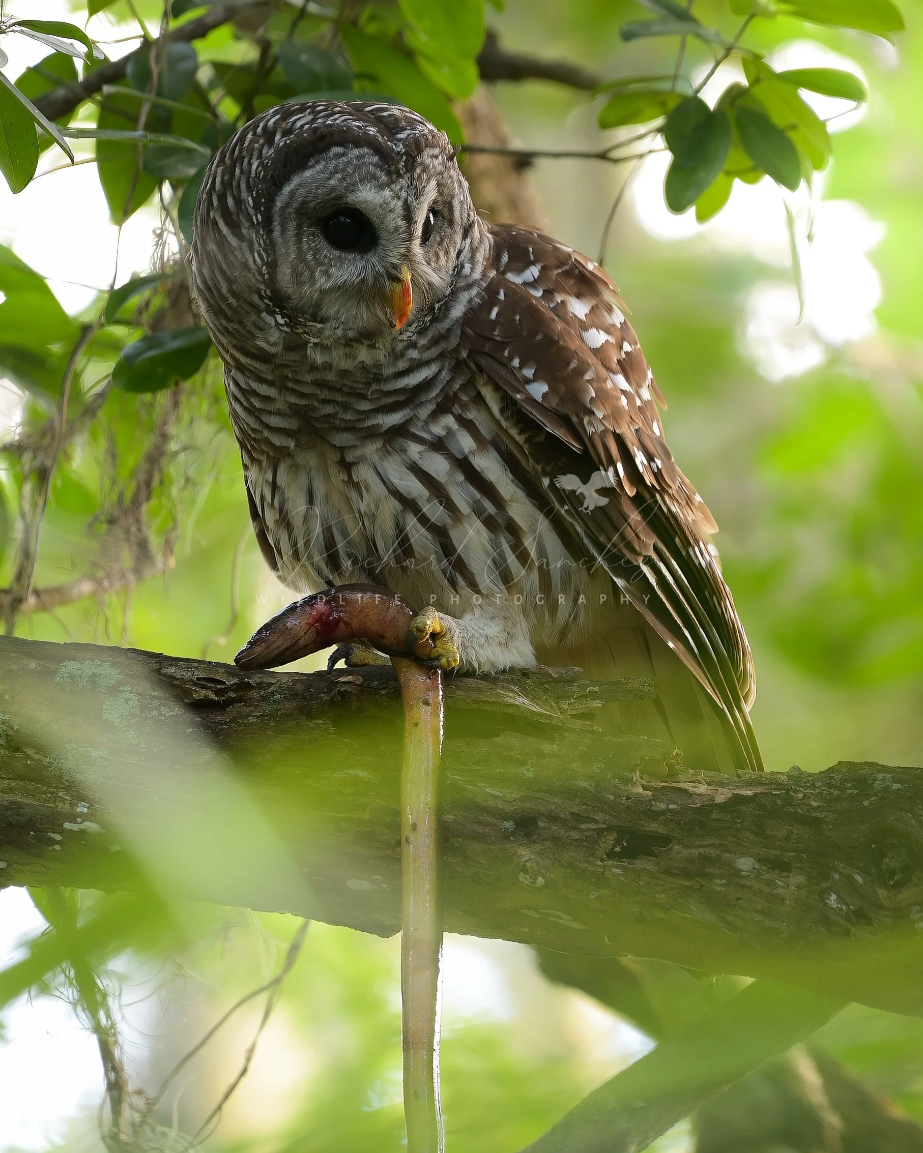 eZy Watermark_15-12-2025_02-27-29-4160PM.JPG