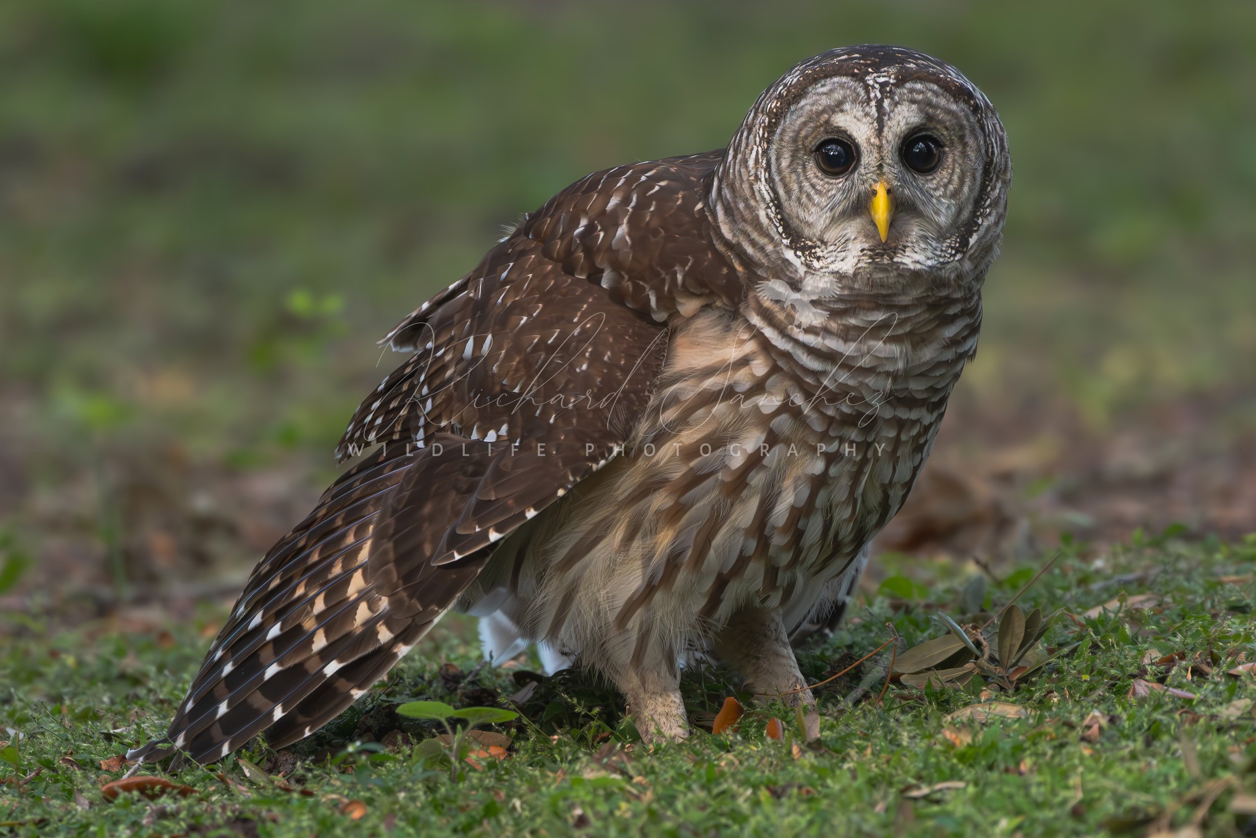 eZy Watermark_15-12-2025_02-27-07-5640PM.JPG