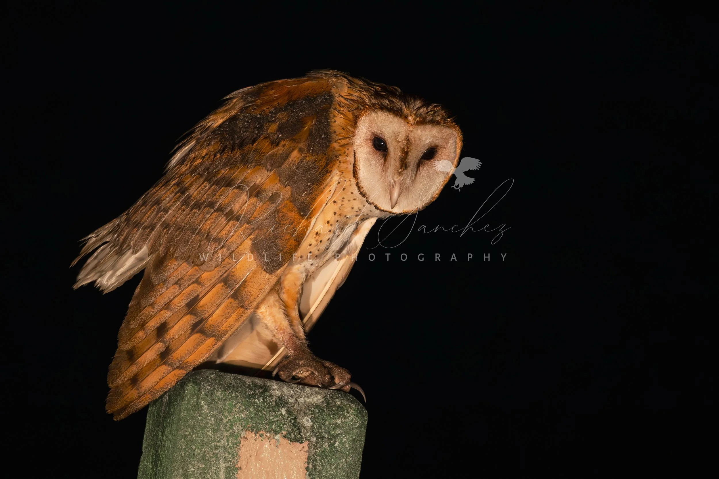 eZy Watermark_15-12-2025_02-27-12-7830PM.JPG