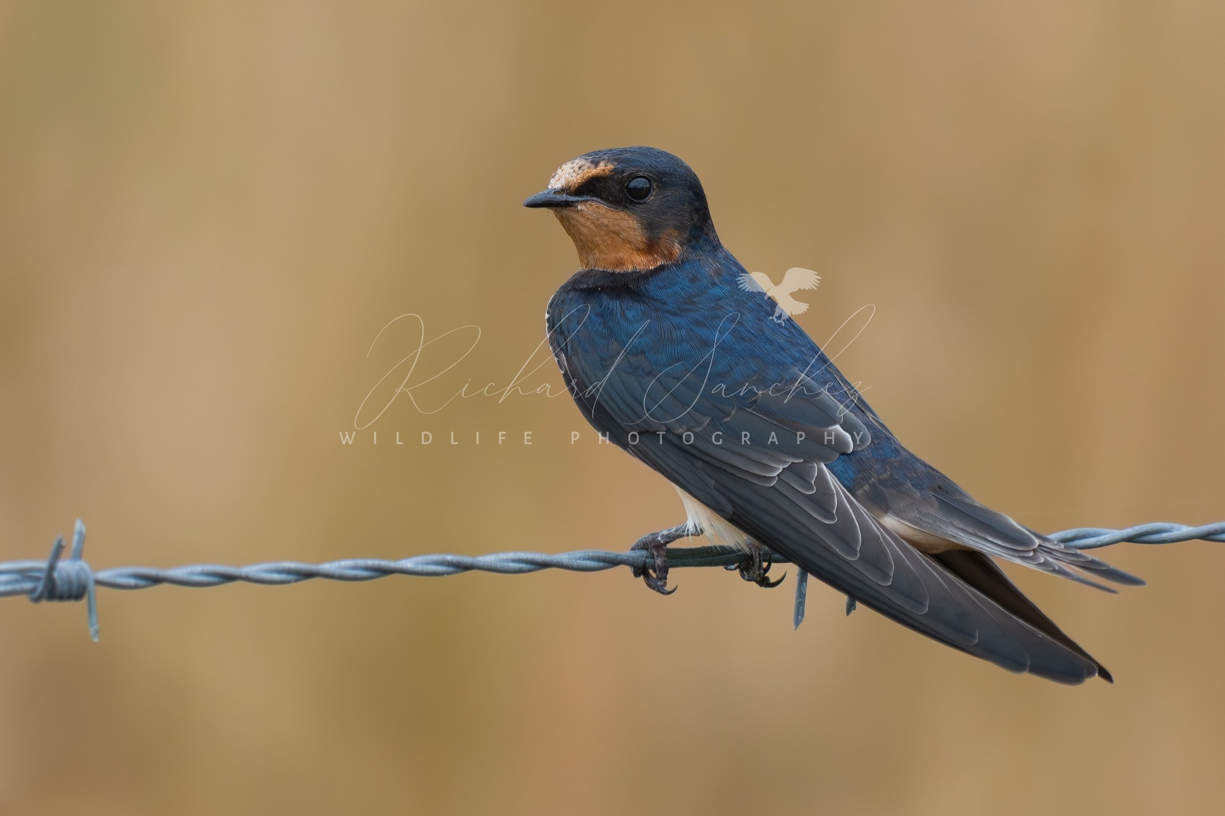 eZy Watermark_15-12-2025_02-27-44-3340PM.JPG