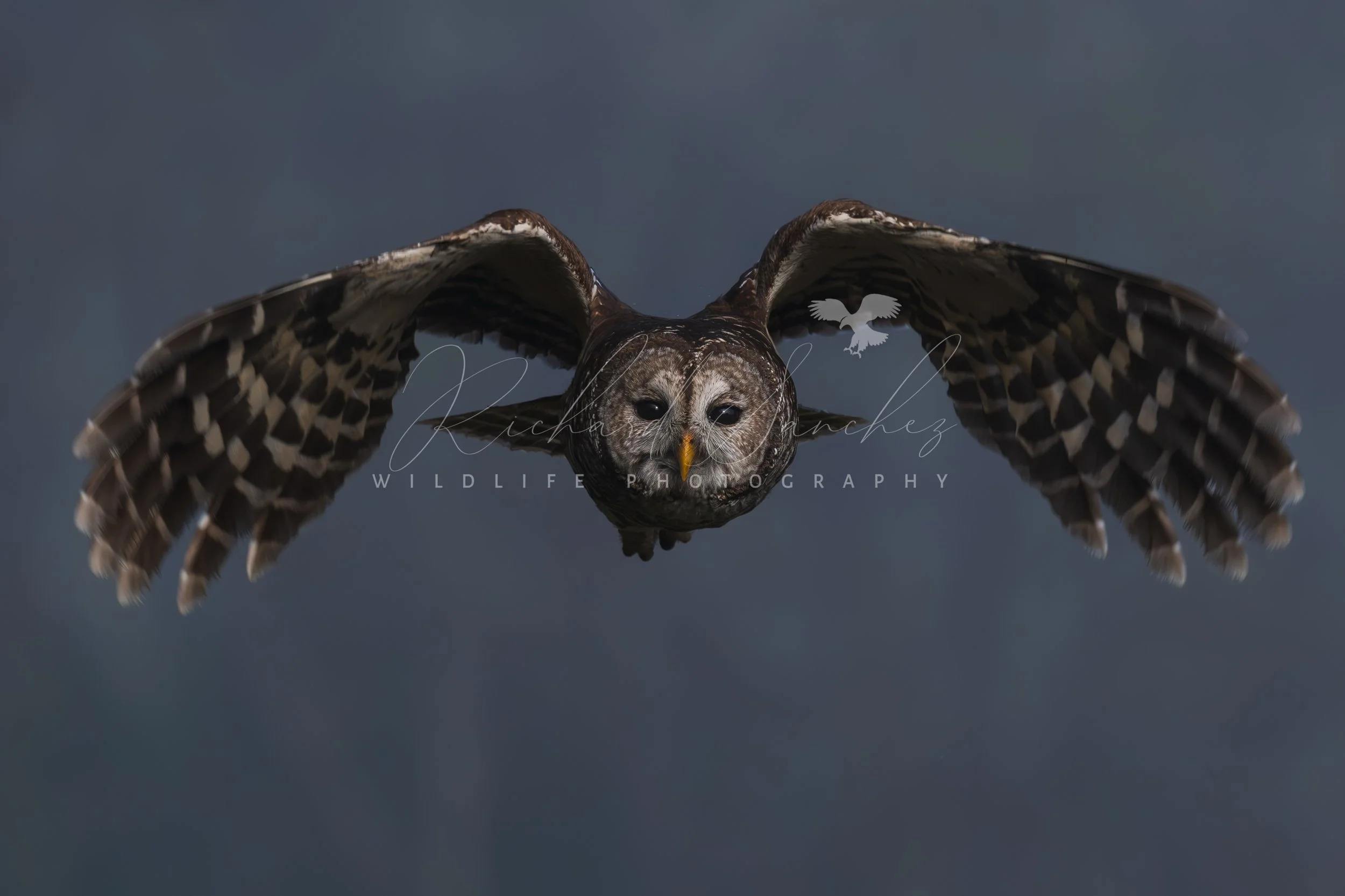 eZy Watermark_15-12-2025_02-27-50-8670PM.JPG