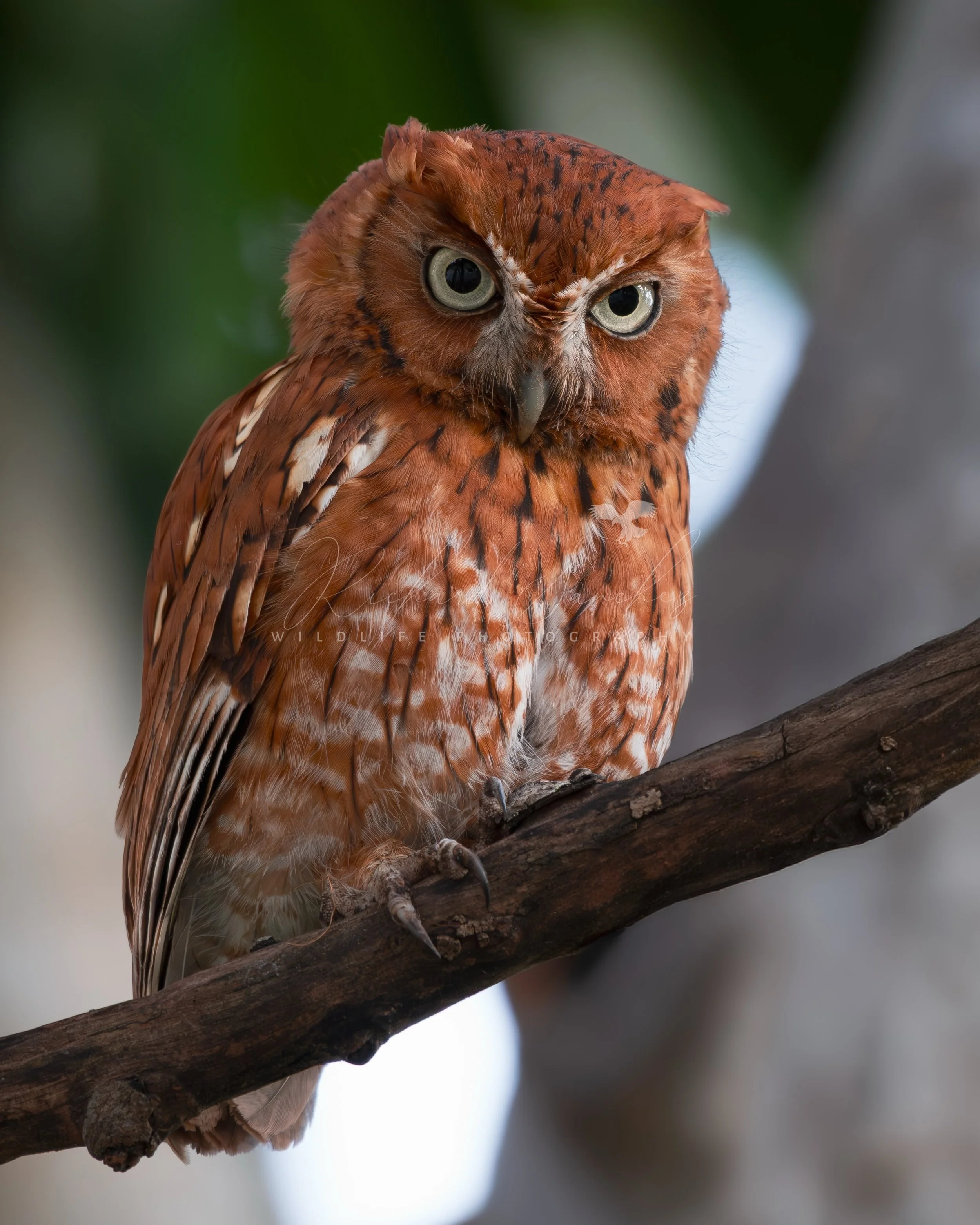 eZy Watermark_20-12-2025_02-26-20-4650PM.JPG