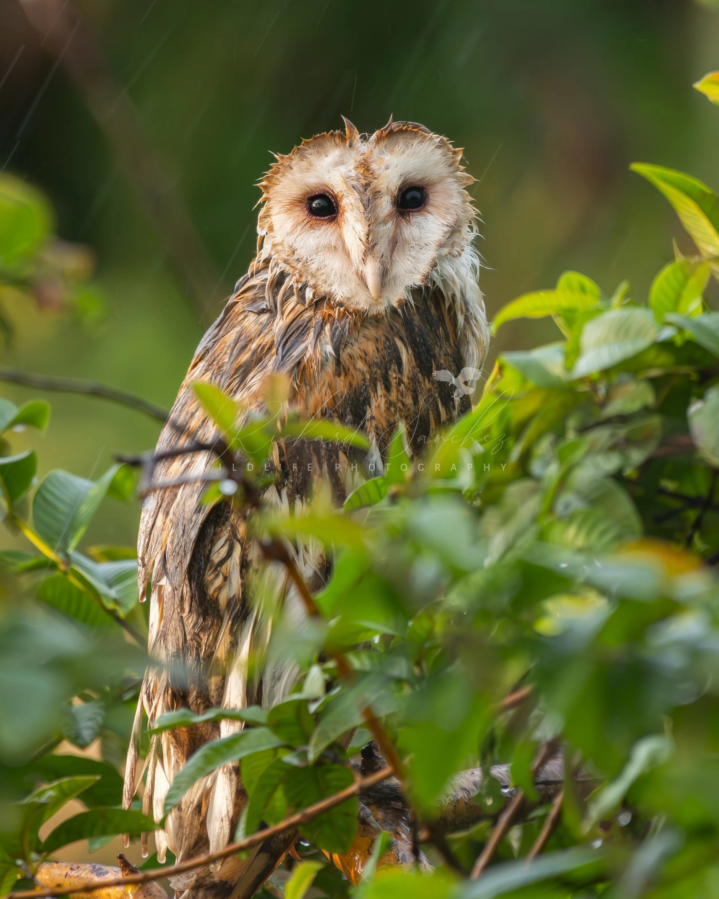 eZy Watermark_15-12-2025_02-27-12-5040PM.JPG