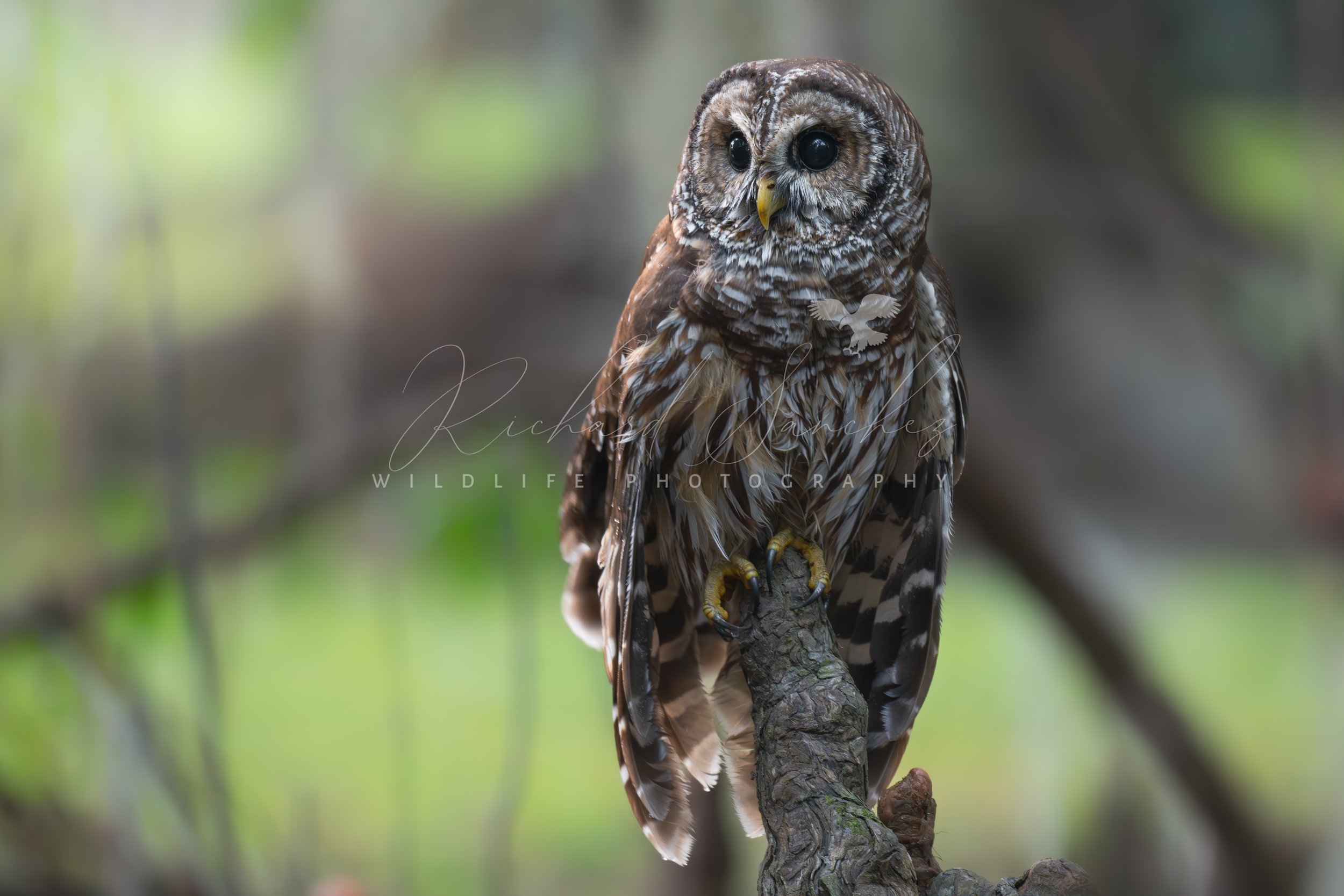 eZy Watermark_15-12-2025_02-27-31-8690PM.JPG