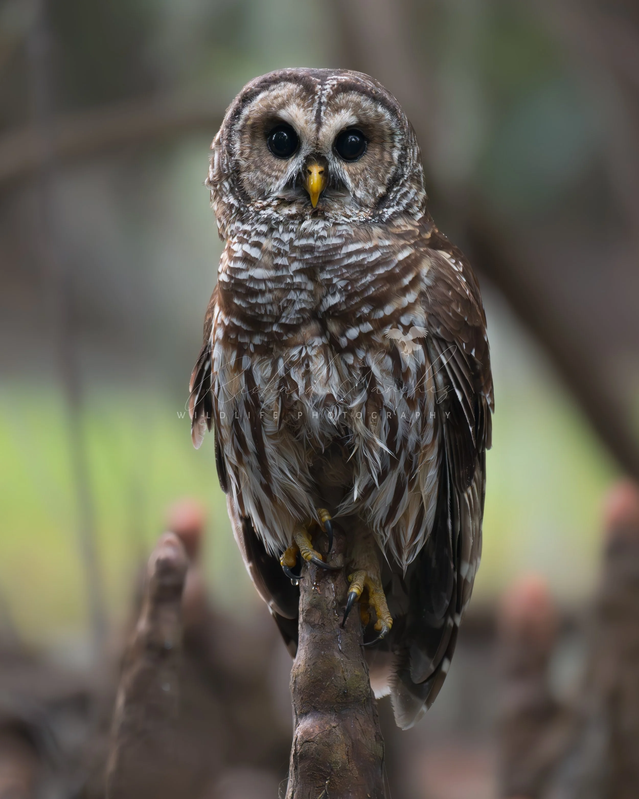 eZy Watermark_15-12-2025_02-27-32-4050PM.JPG