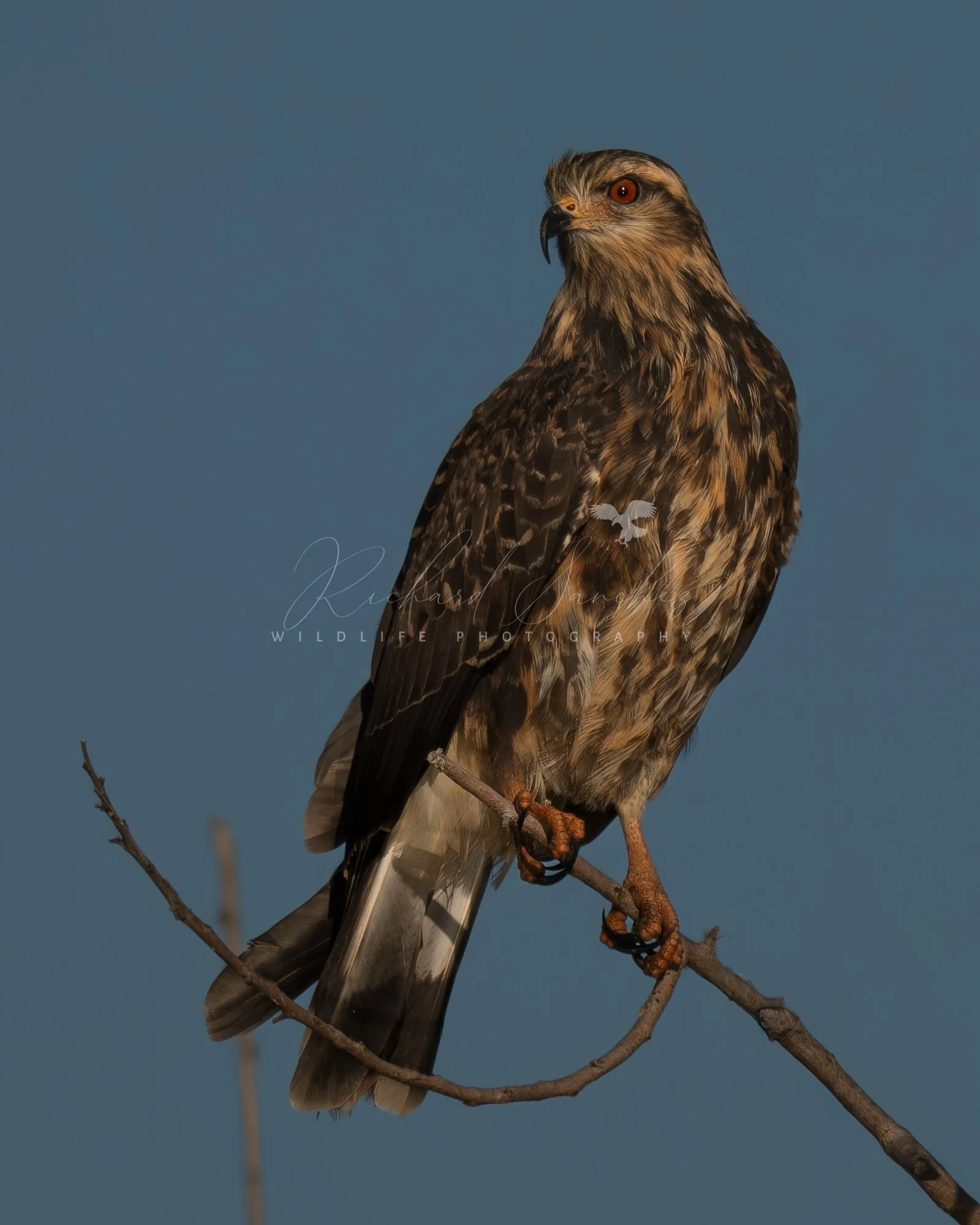 eZy Watermark_15-12-2025_02-27-47-1610PM.JPG