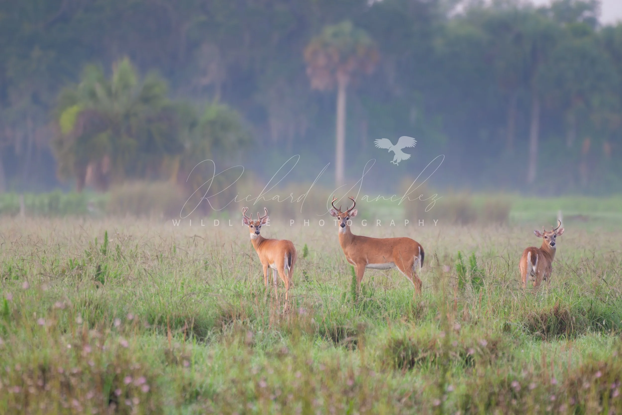 eZy Watermark_15-12-2025_02-27-39-9740PM.JPG