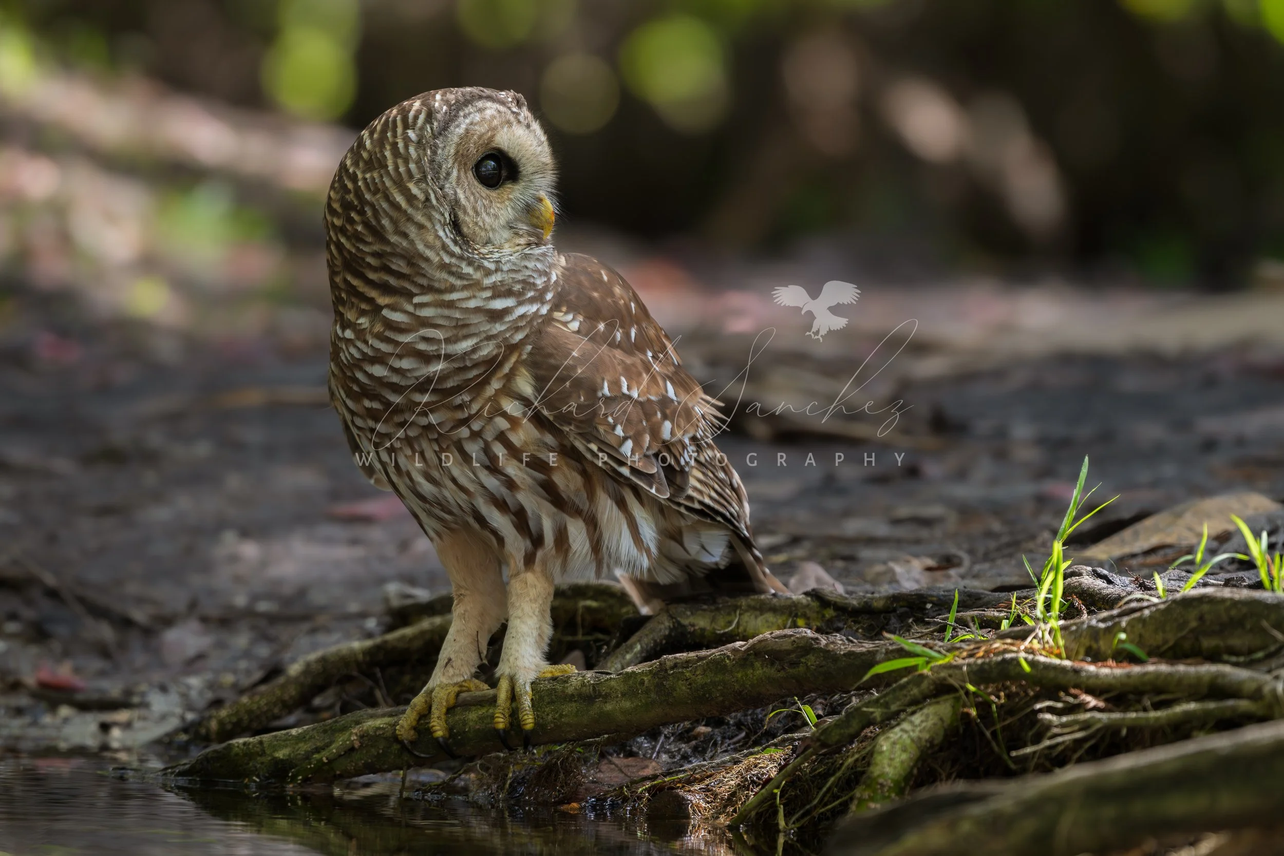 eZy Watermark_15-12-2025_02-27-20-4120PM.JPG