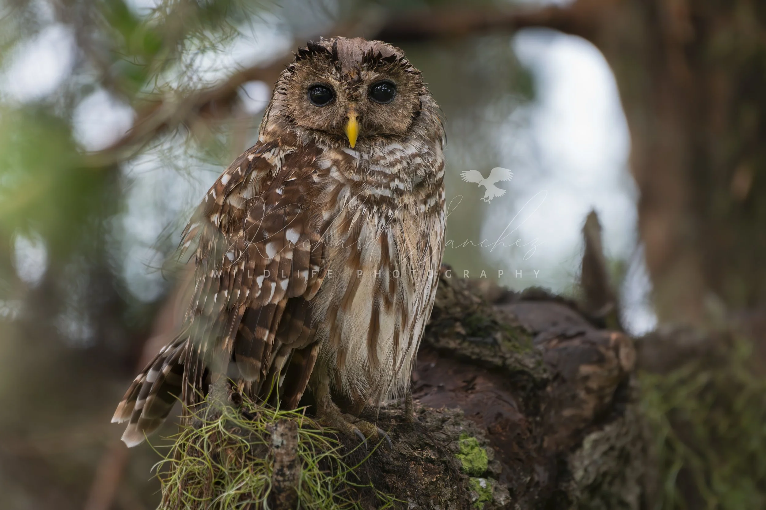 eZy Watermark_15-12-2025_02-27-40-8360PM.JPG