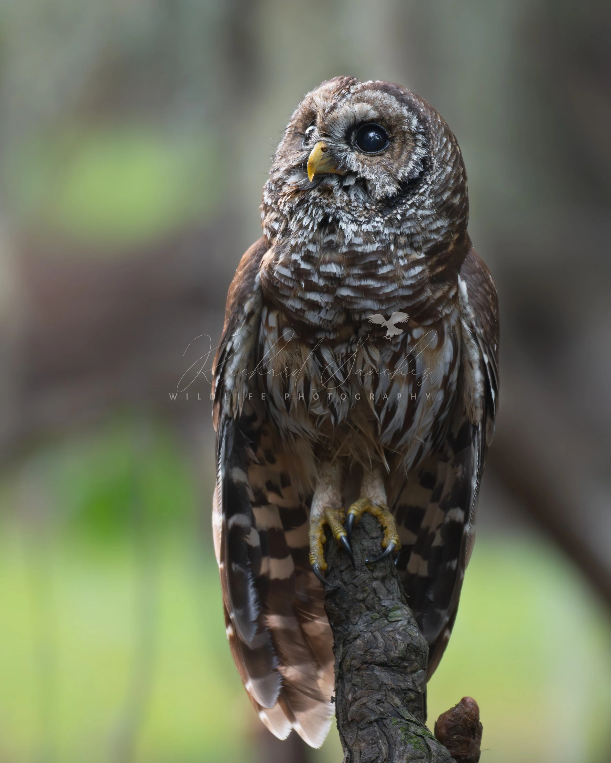 eZy Watermark_15-12-2025_02-27-31-2570PM.JPG