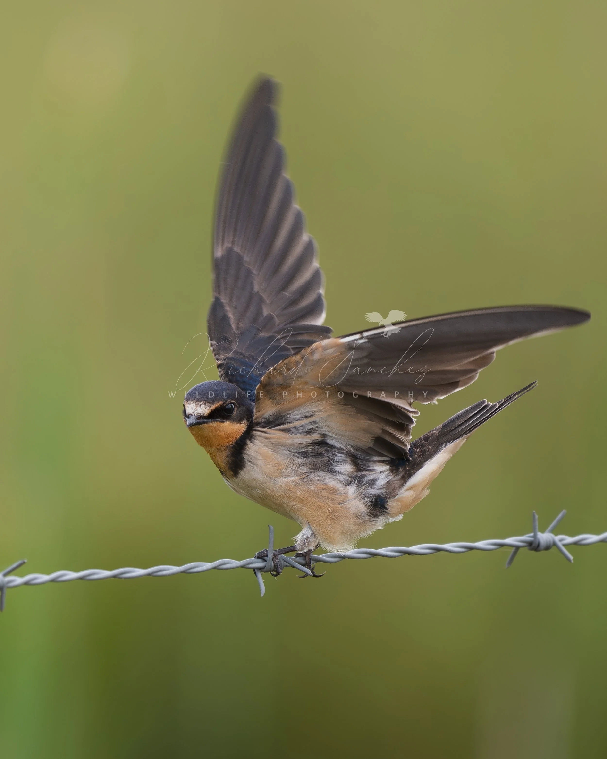 eZy Watermark_15-12-2025_02-27-44-8240PM.JPG