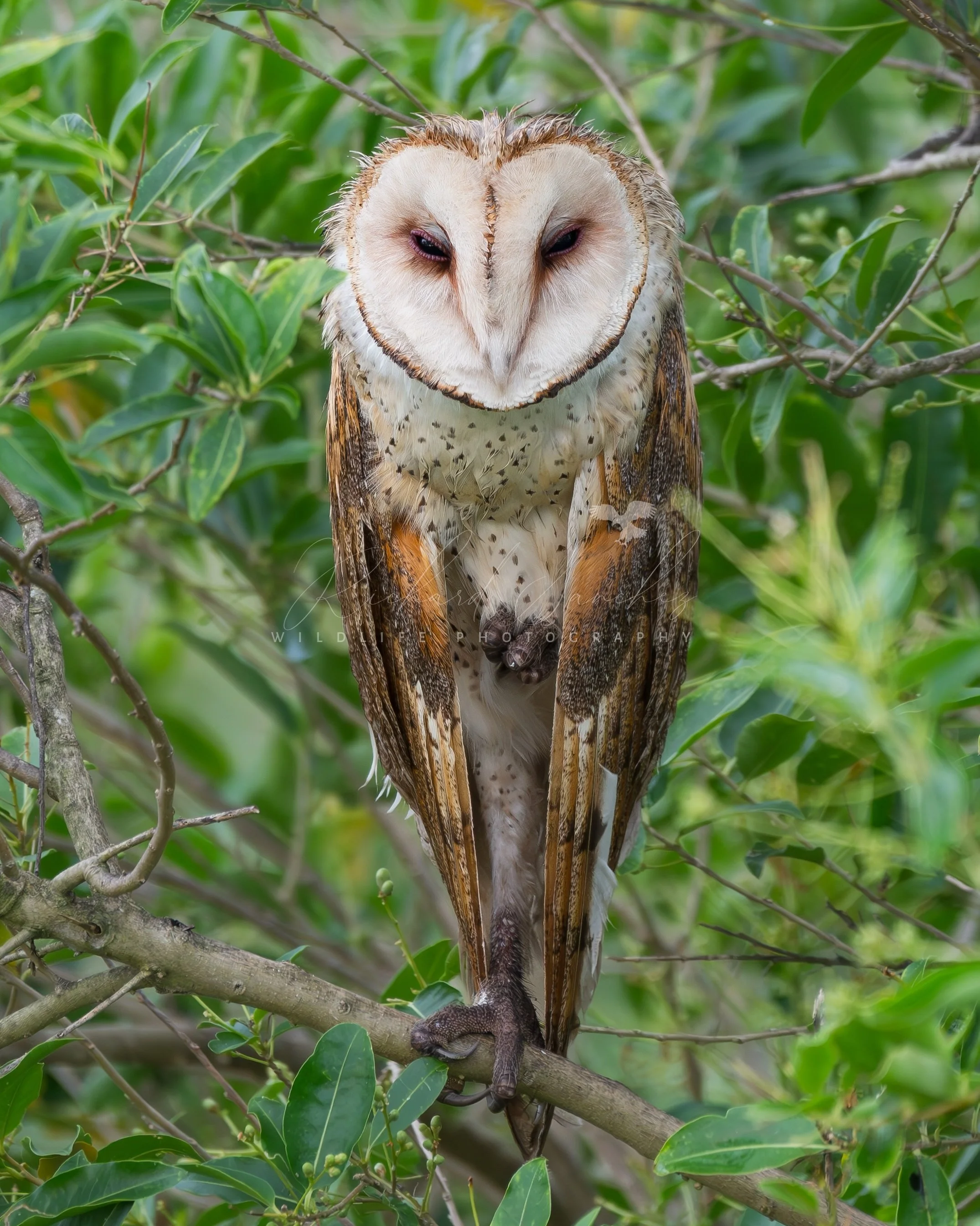 eZy Watermark_15-12-2025_02-27-13-0450PM.JPG