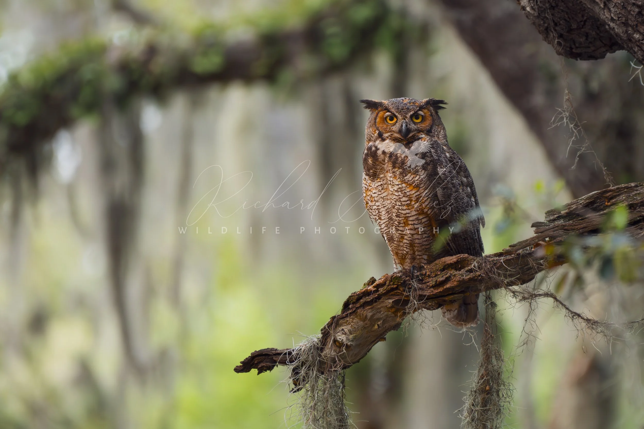 eZy Watermark_15-12-2025_02-27-08-9590PM.JPG