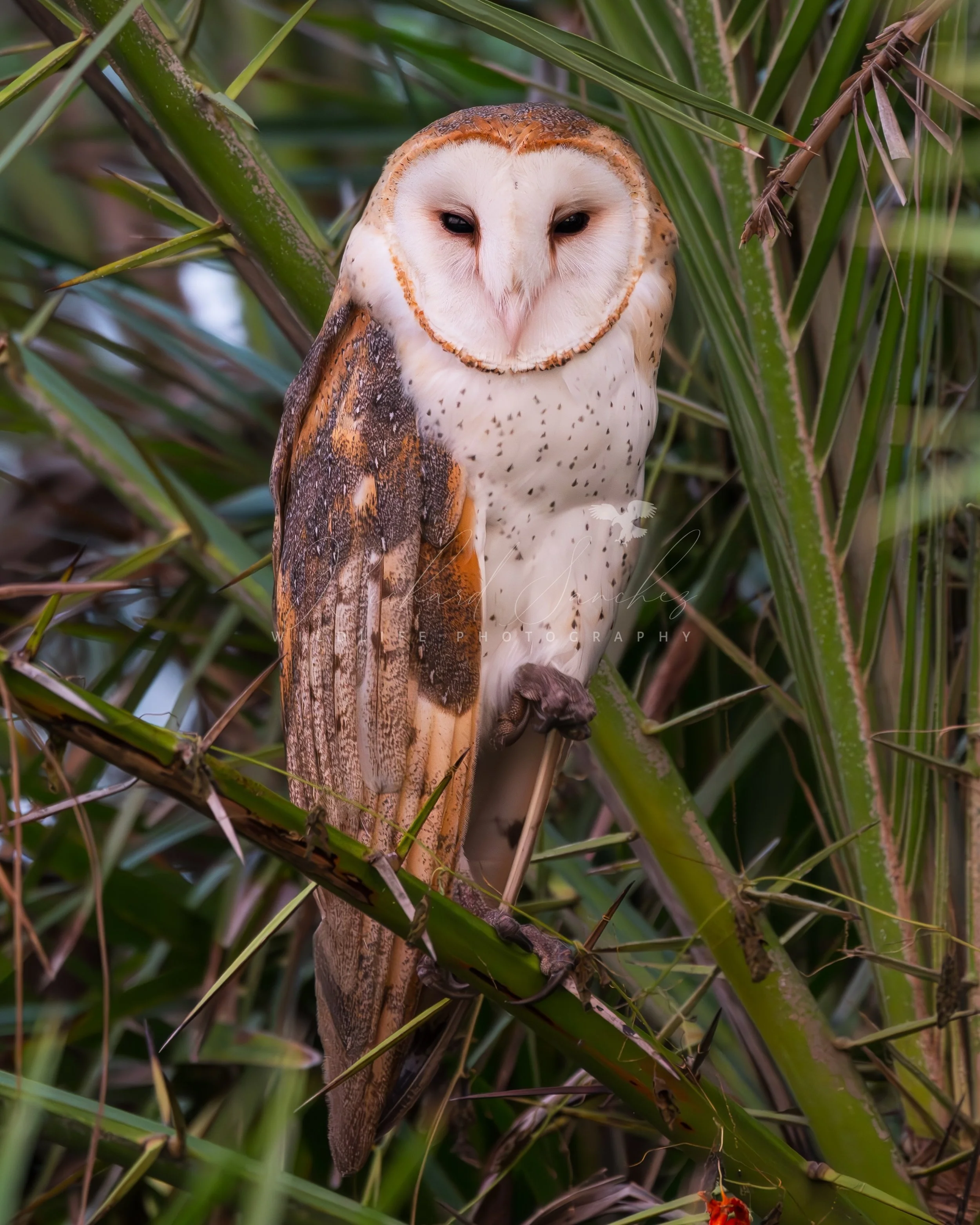 eZy Watermark_15-12-2025_02-27-12-2300PM.JPG