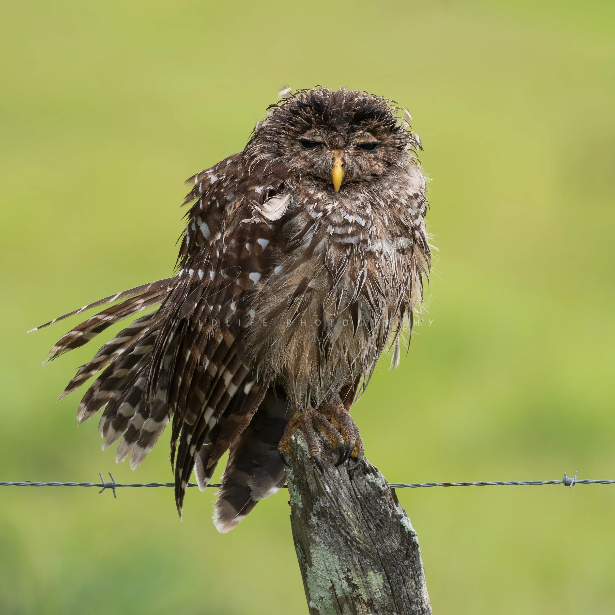 eZy Watermark_15-12-2025_02-27-42-9720PM.JPG