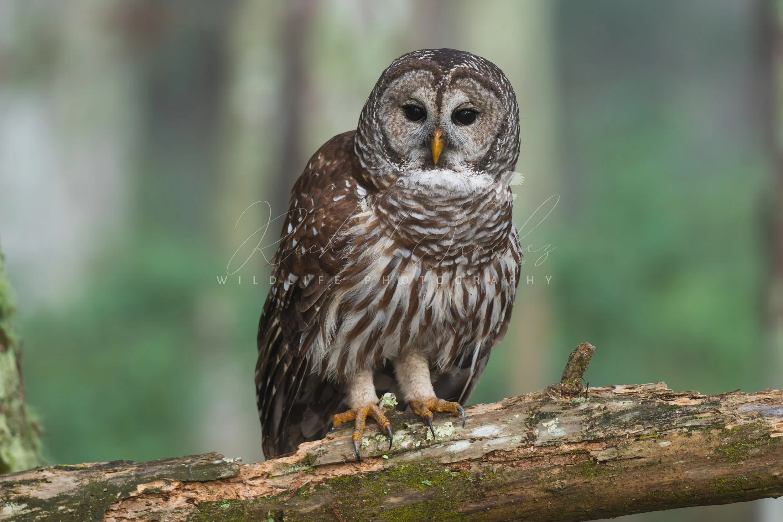 Backcountry of South Florida