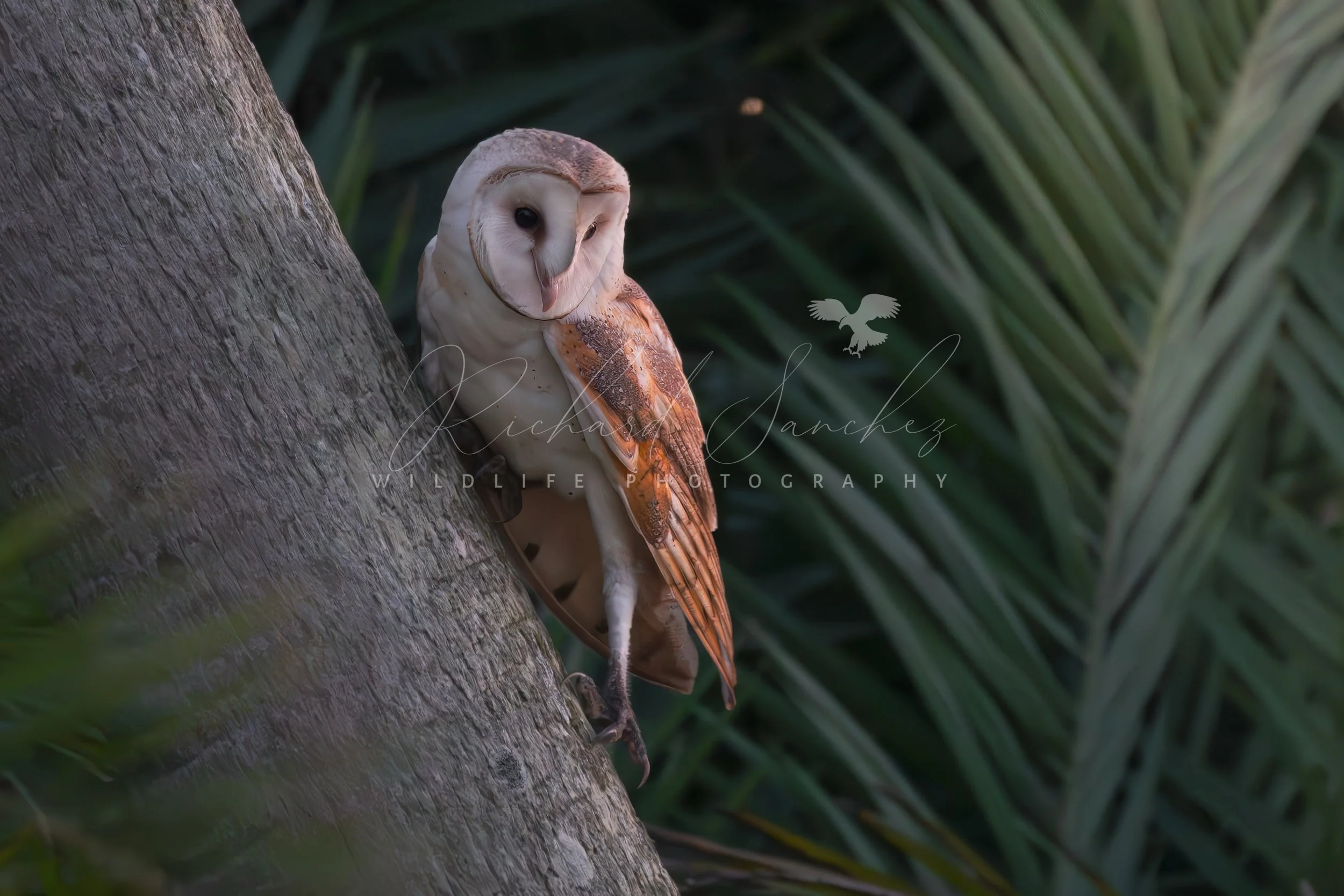 eZy Watermark_15-12-2025_02-27-13-2960PM.JPG