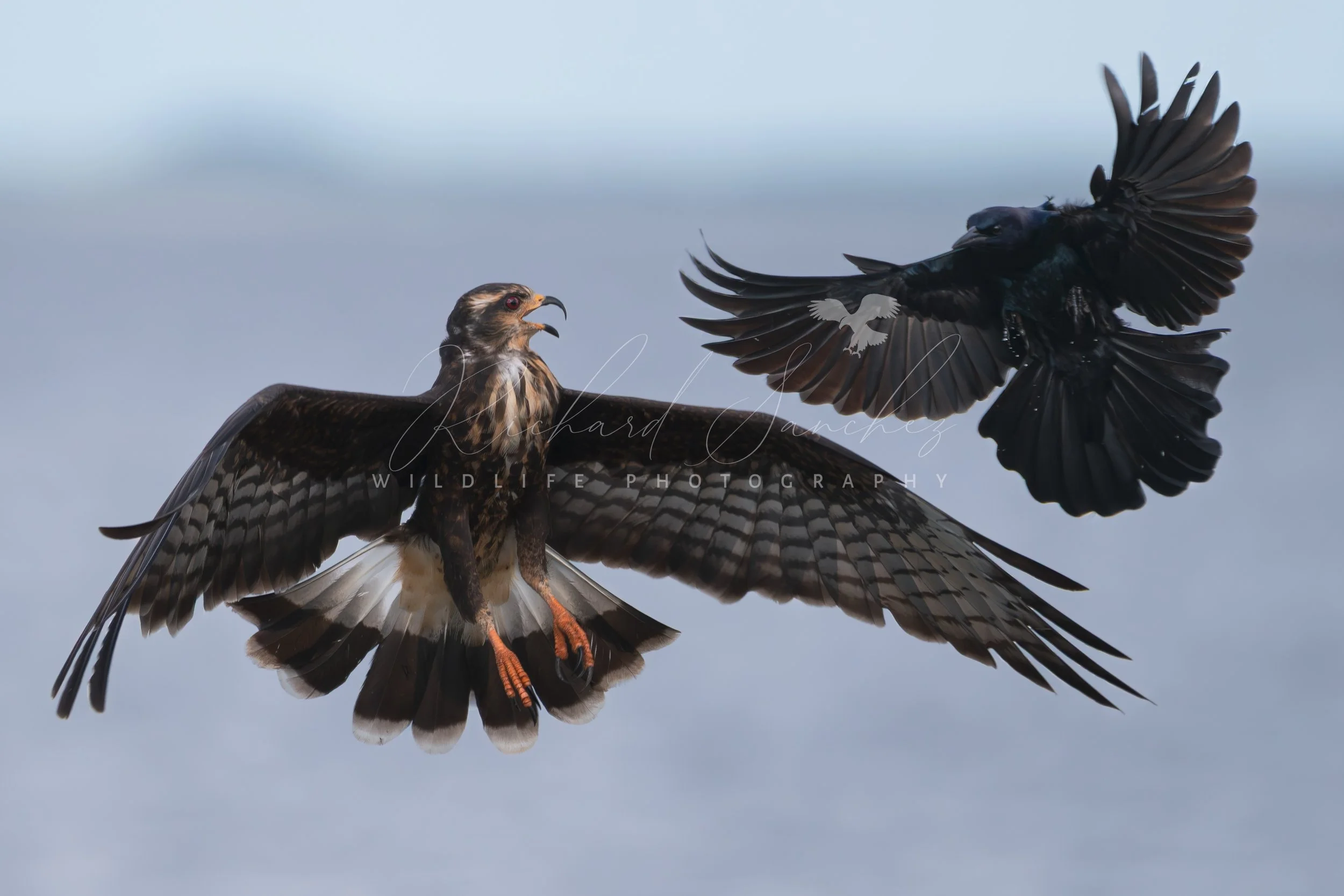 eZy Watermark_15-12-2025_02-27-15-3860PM.JPG