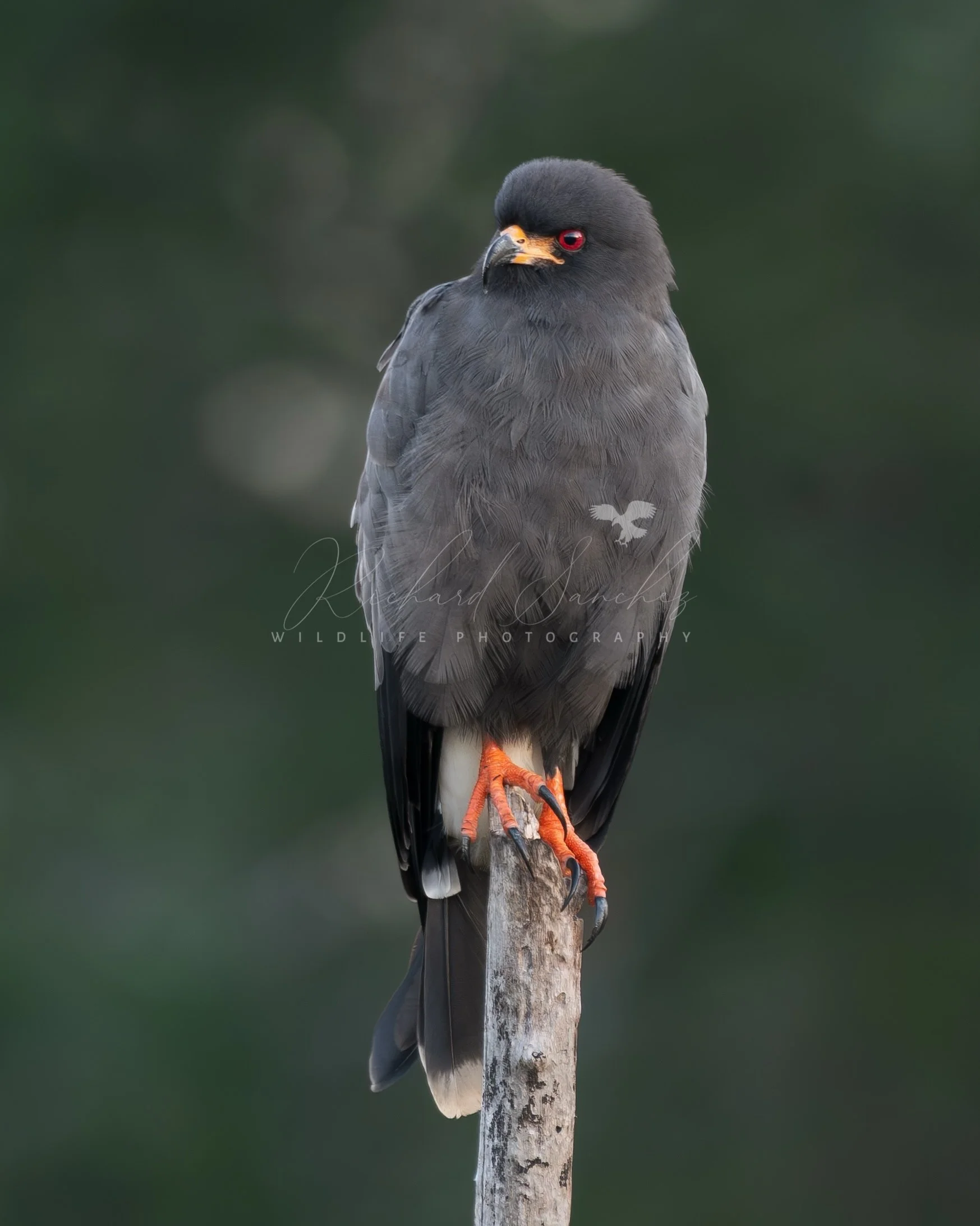 eZy Watermark_15-12-2025_02-27-10-2370PM.JPG