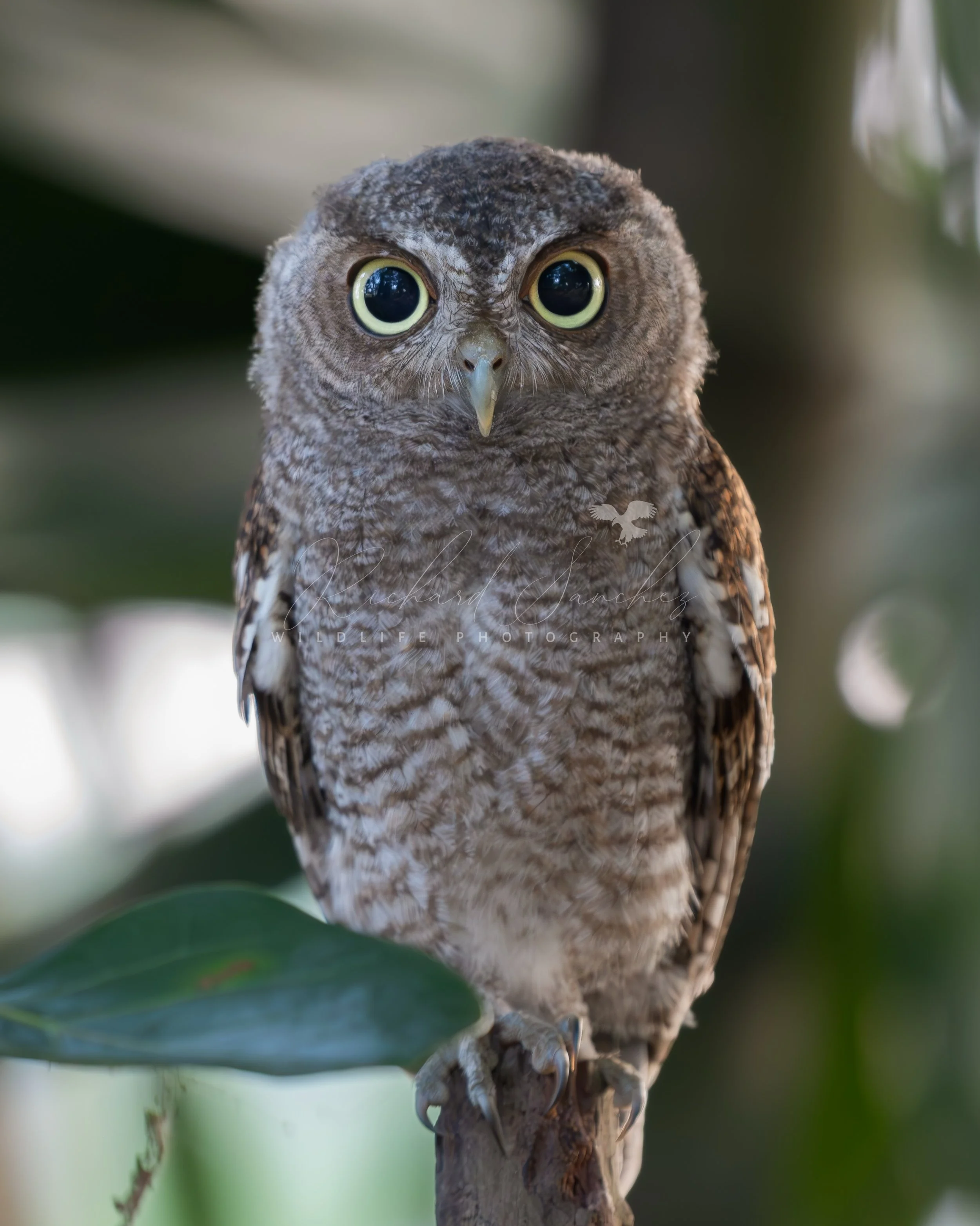 eZy Watermark_20-12-2025_02-26-26-1910PM.JPG