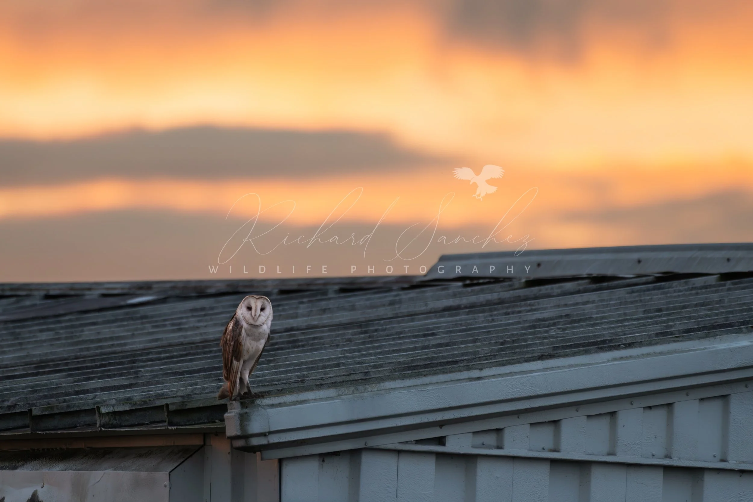 eZy Watermark_15-12-2025_02-27-46-8280PM.JPG