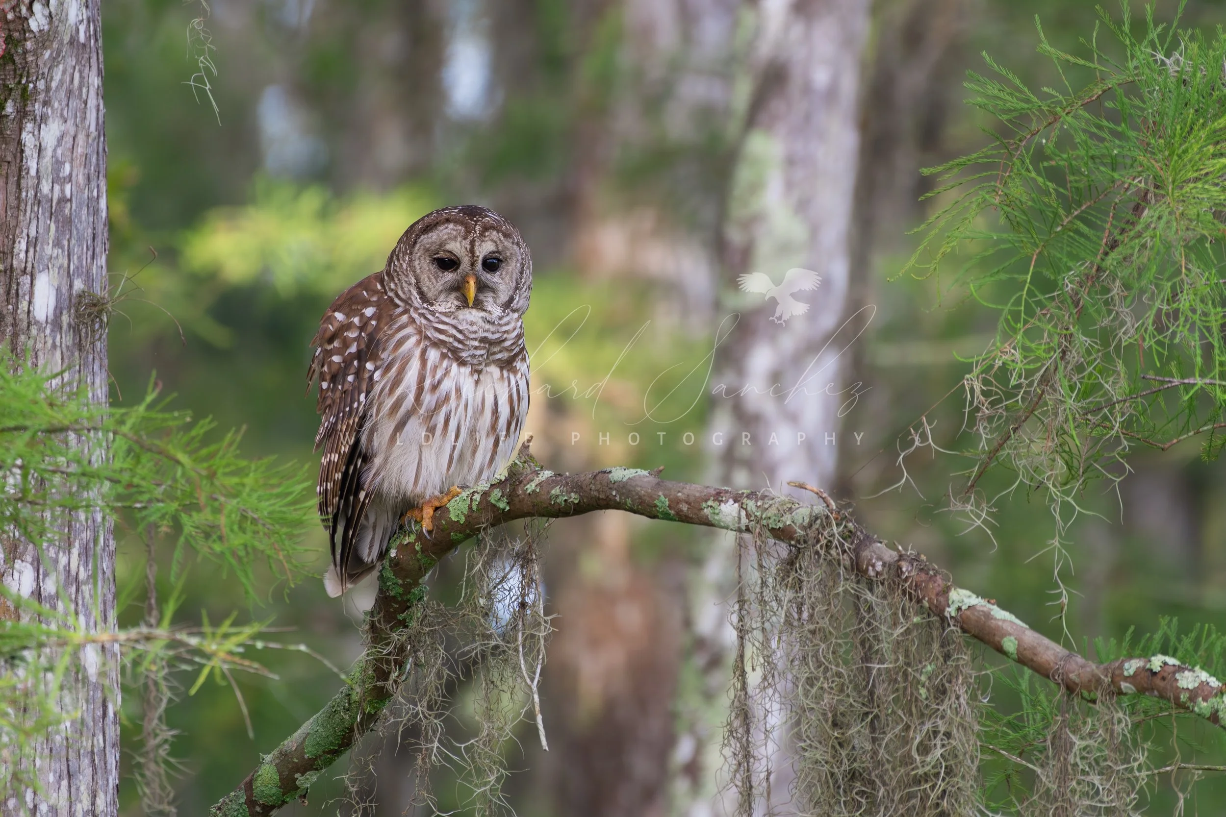 eZy Watermark_20-12-2025_02-26-23-9330PM.JPG