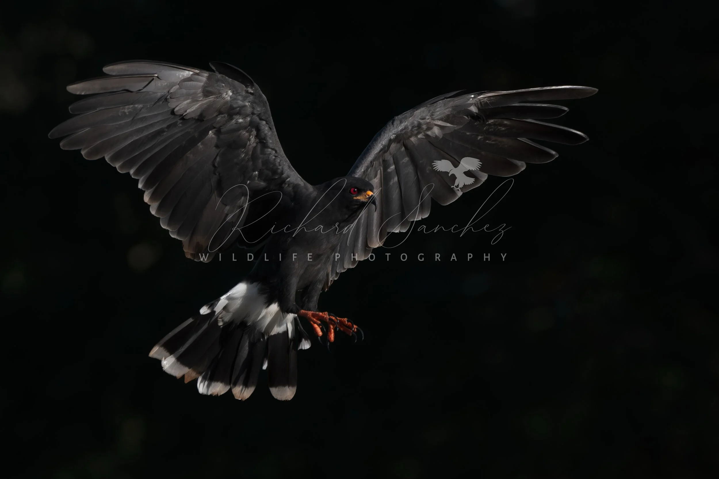 eZy Watermark_15-12-2025_02-27-10-7340PM.JPG