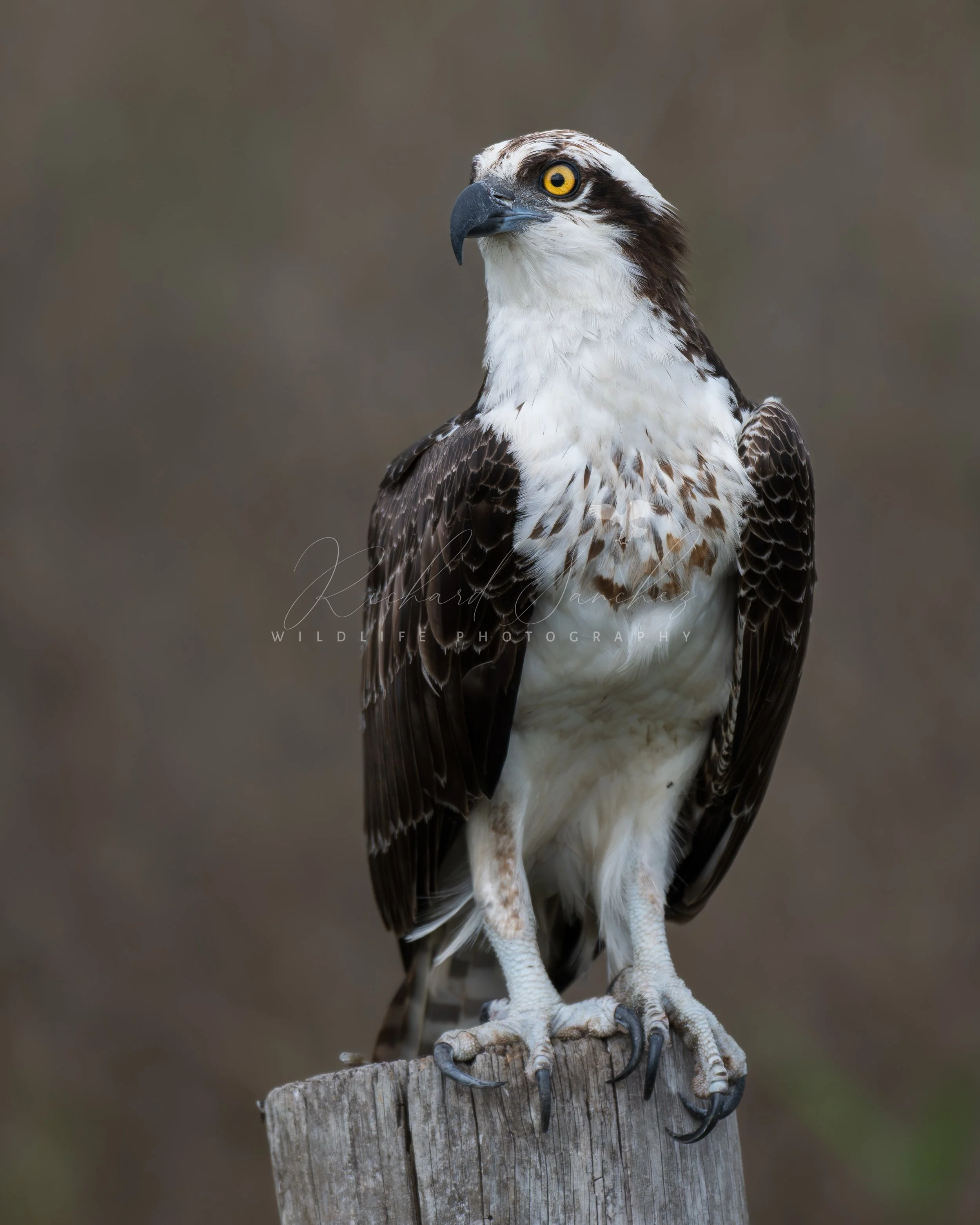 eZy Watermark_15-12-2025_02-27-48-6770PM.JPG