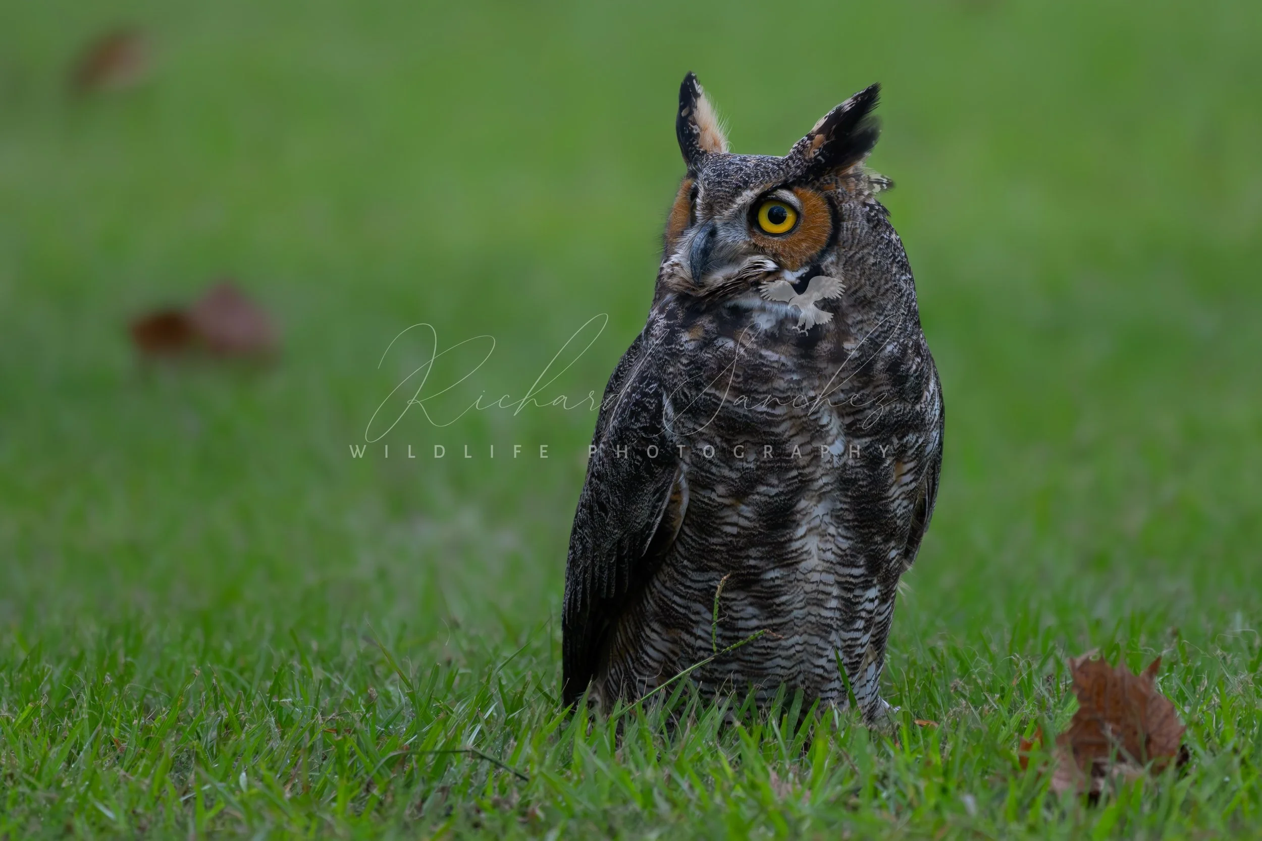 eZy Watermark_15-12-2025_02-27-25-1900PM.JPG